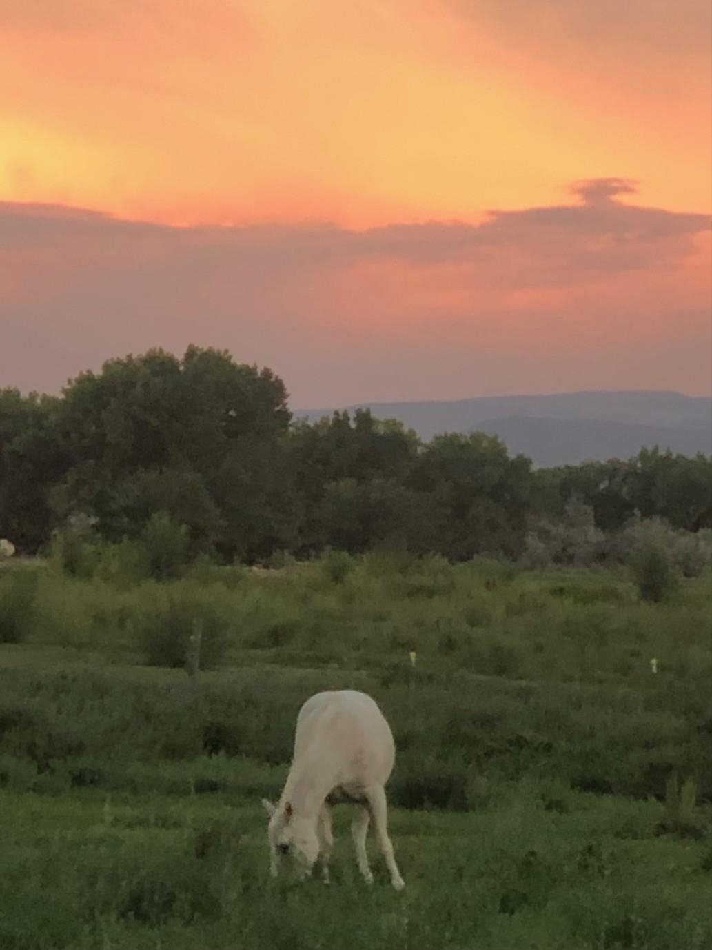 12480 Running Deer Road