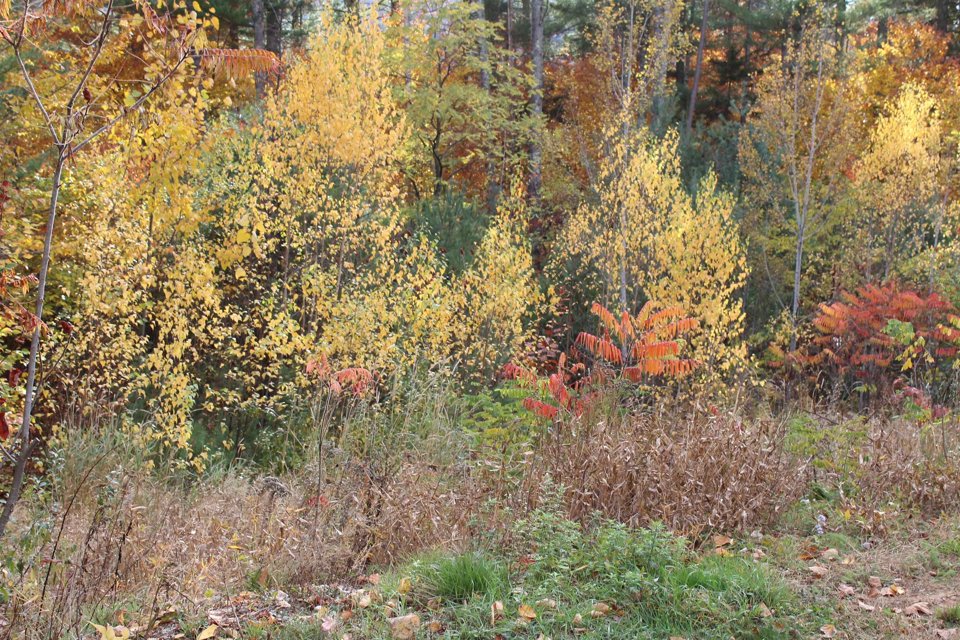 3 Beechwoods Drive Unit: 3