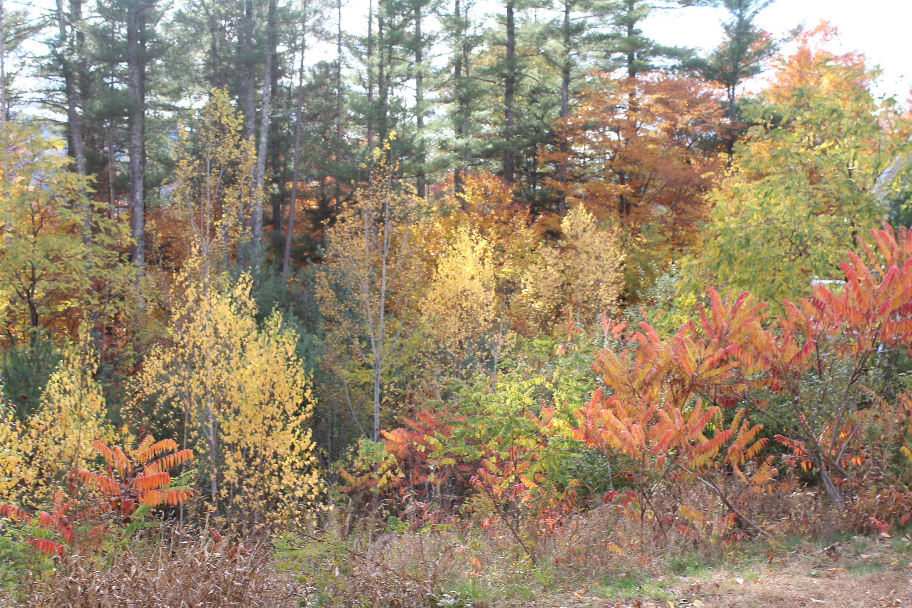 3 Beechwoods Drive Unit: 3