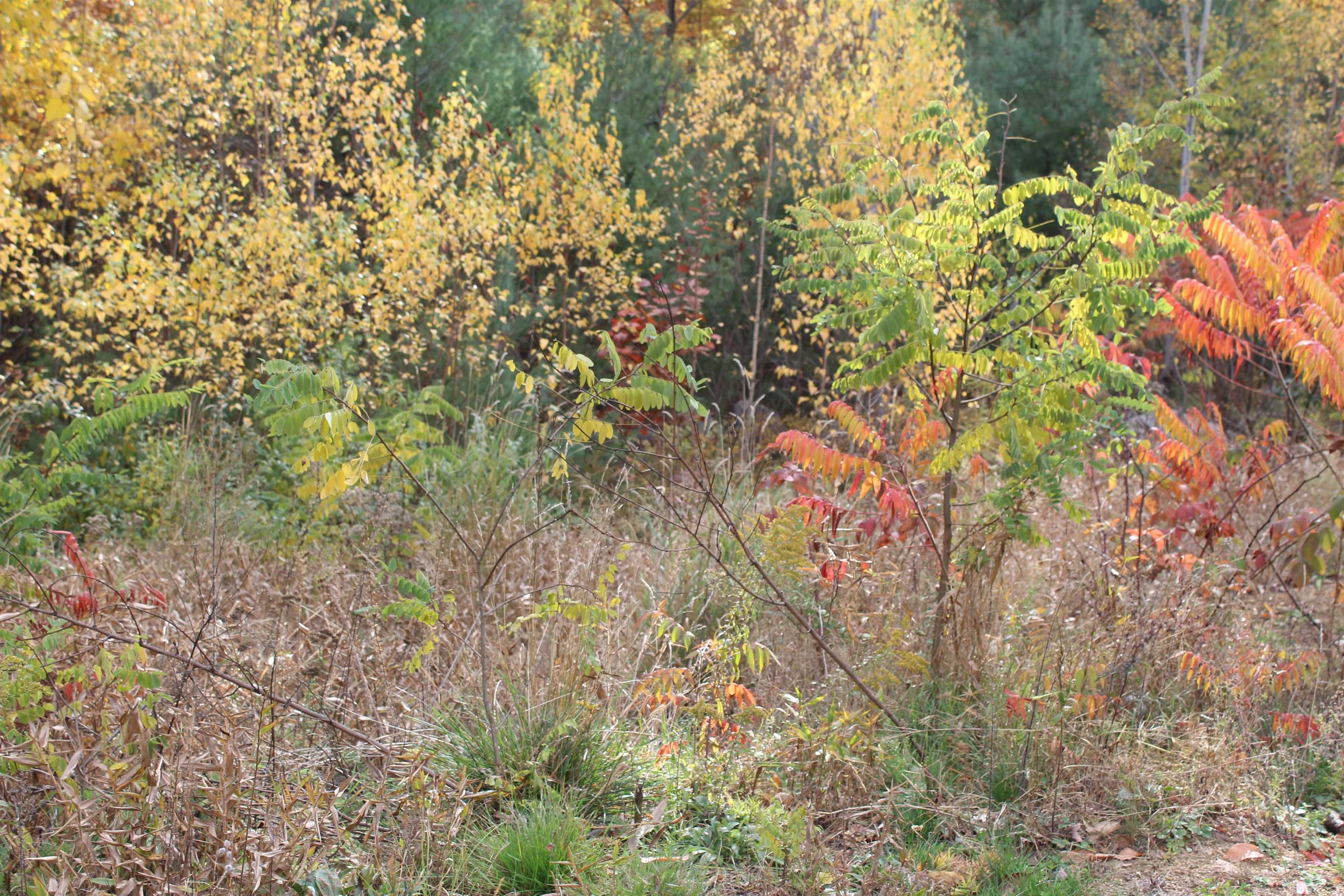 3 Beechwoods Drive Unit: 3