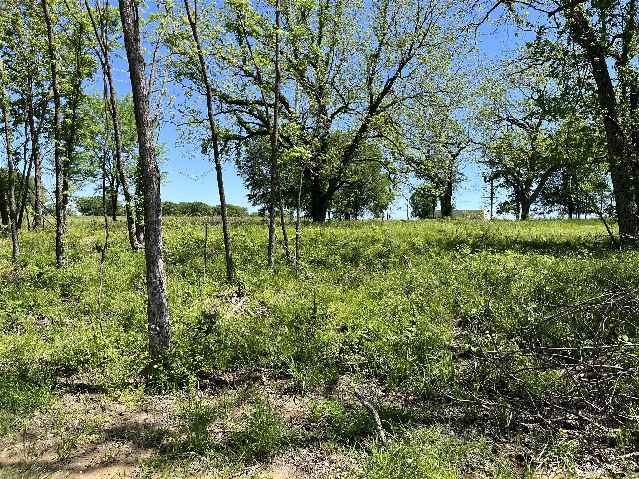 Wooded vacant lot with mature trees and a grassy clearing.