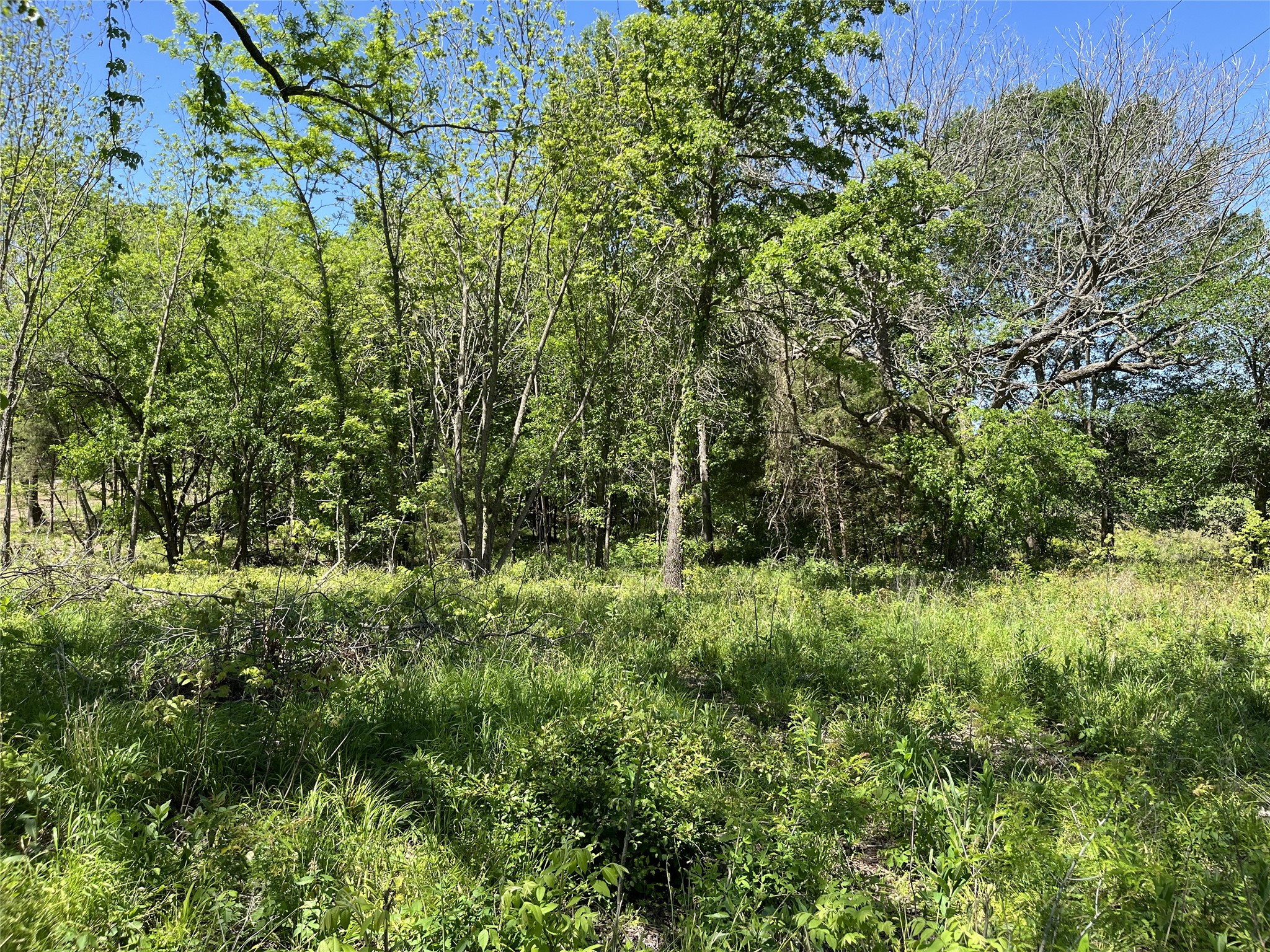 Wooded lot with dense trees, tall grass, and a small clearing.