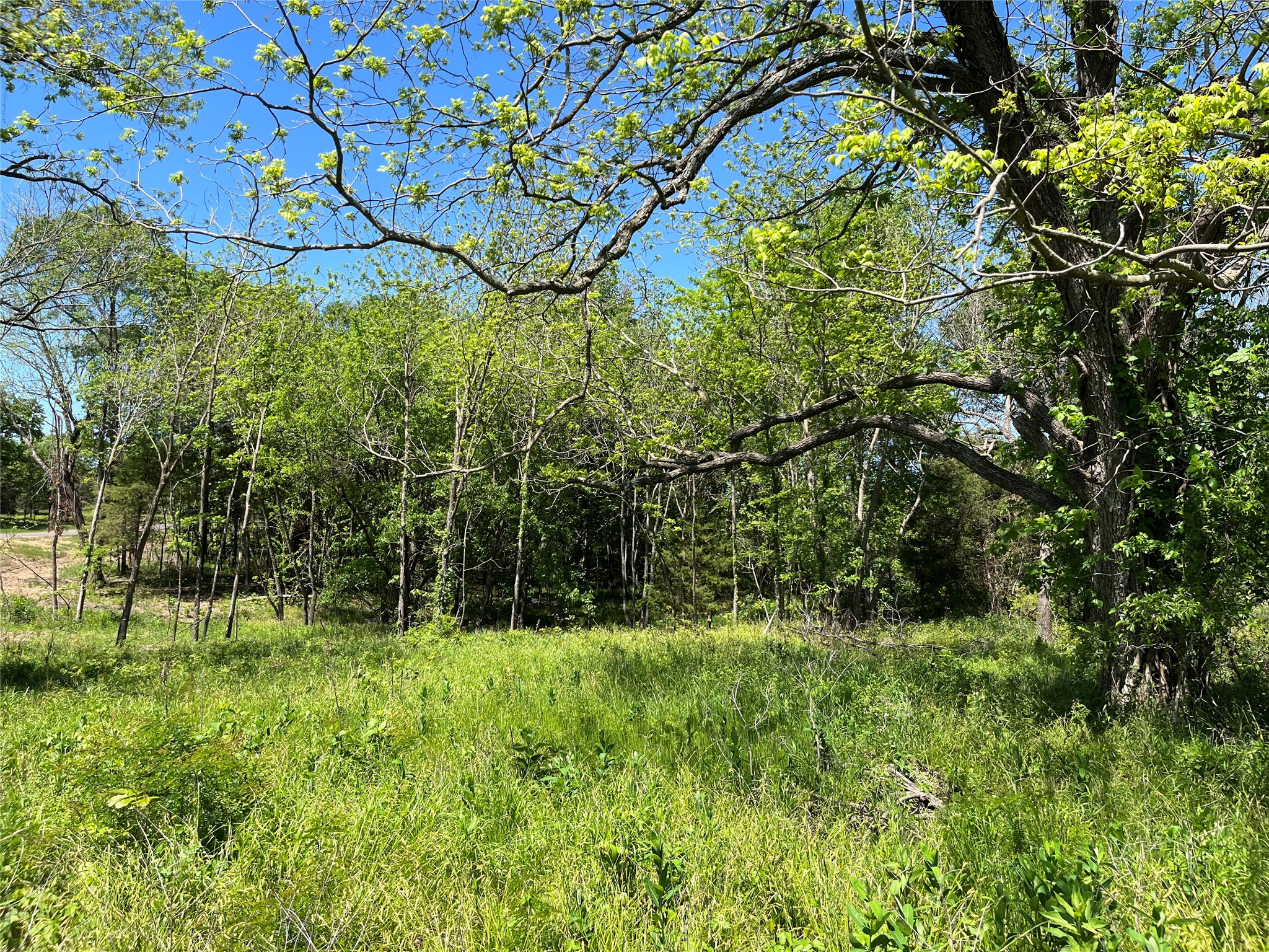 Wooded lot with a grassy clearing beneath mature trees.