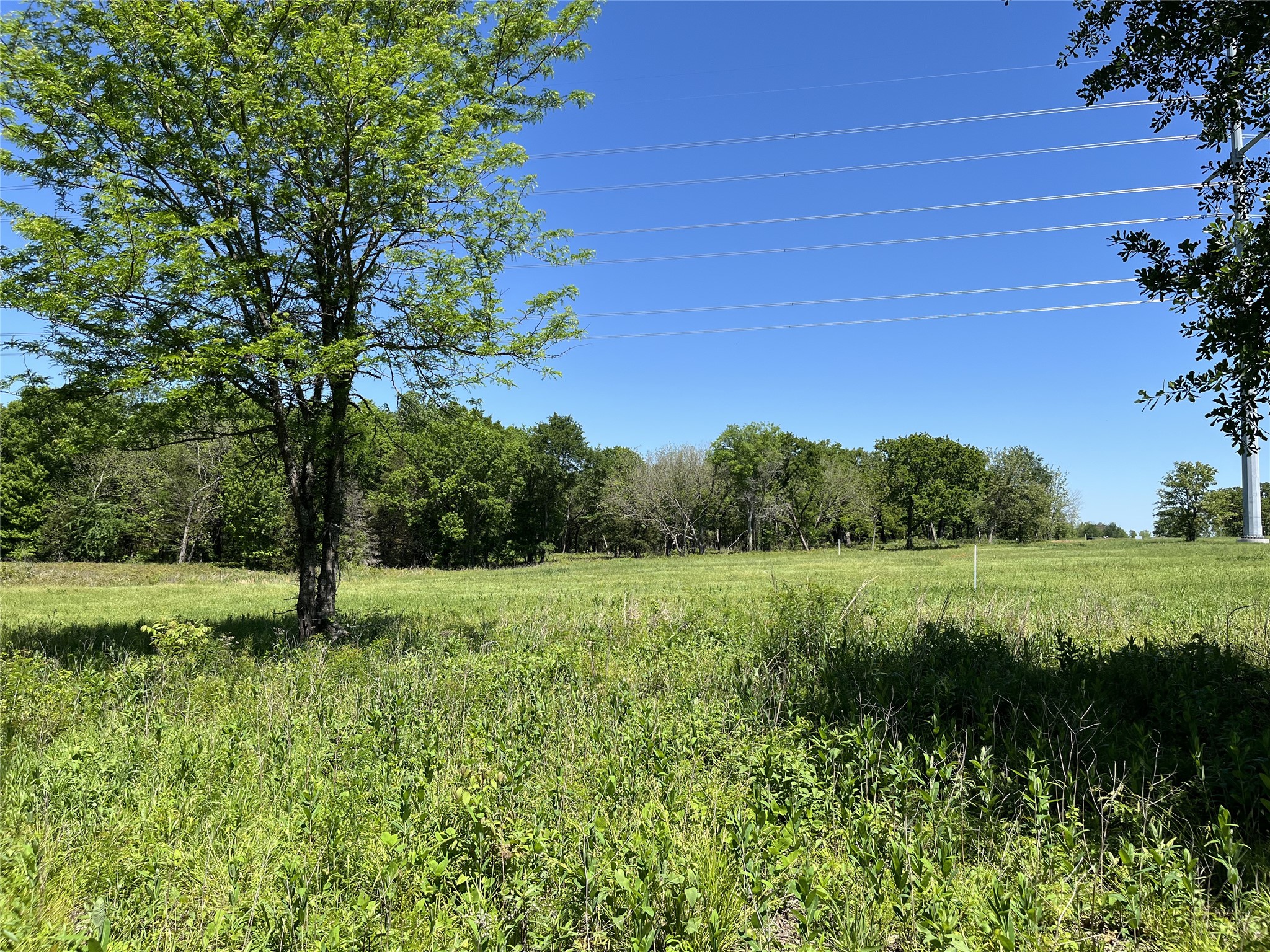 Grassy open land bordered by mature trees, with utility lines overhead.