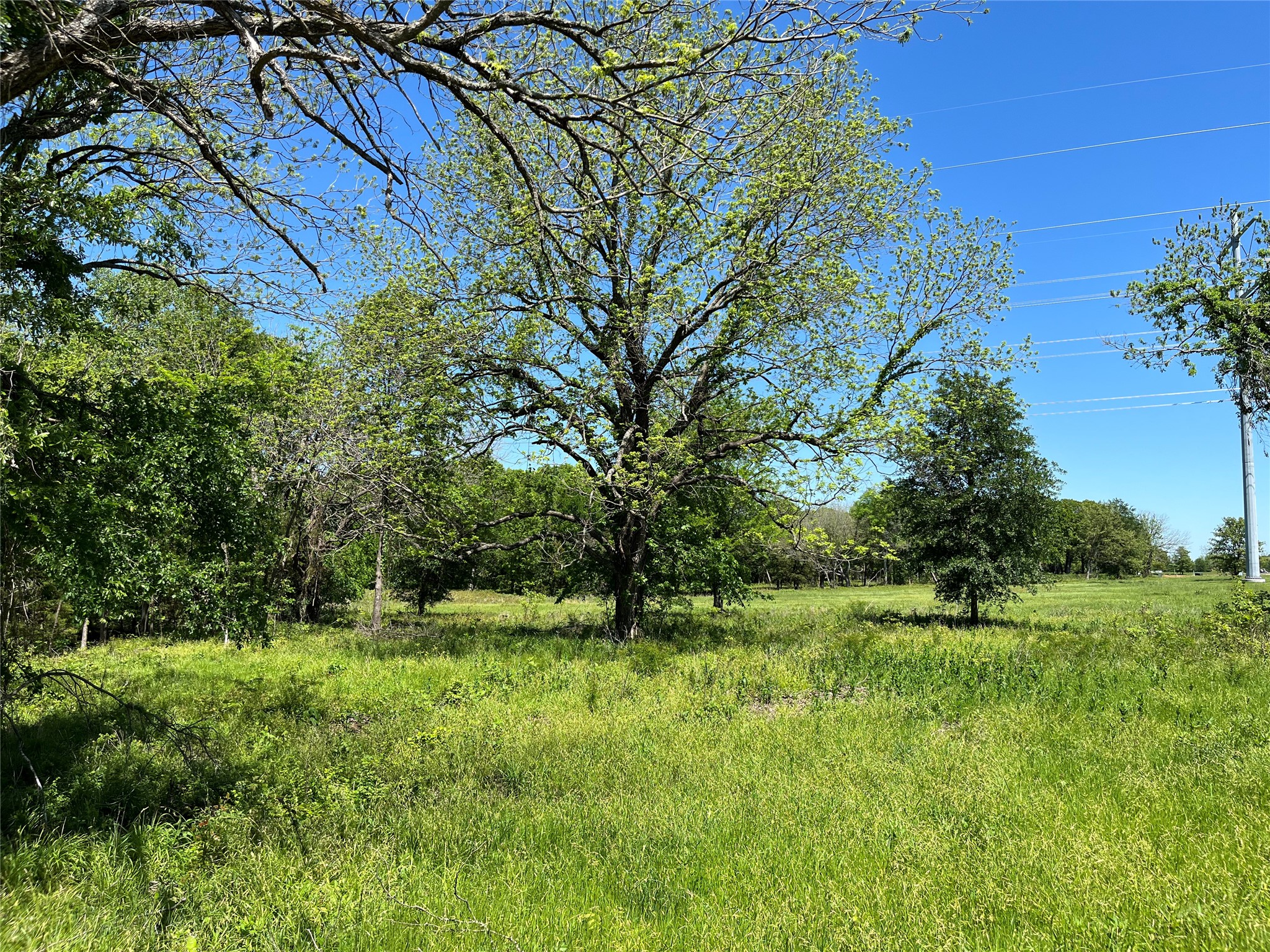 Grassy wooded lot with a large spreading tree and utility lines along the right side.