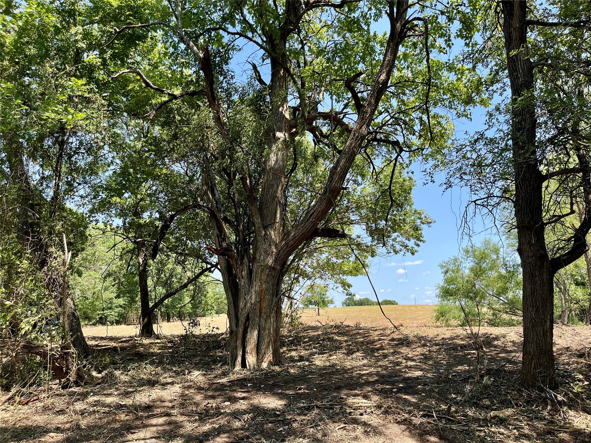 TBD Tx-160 OF