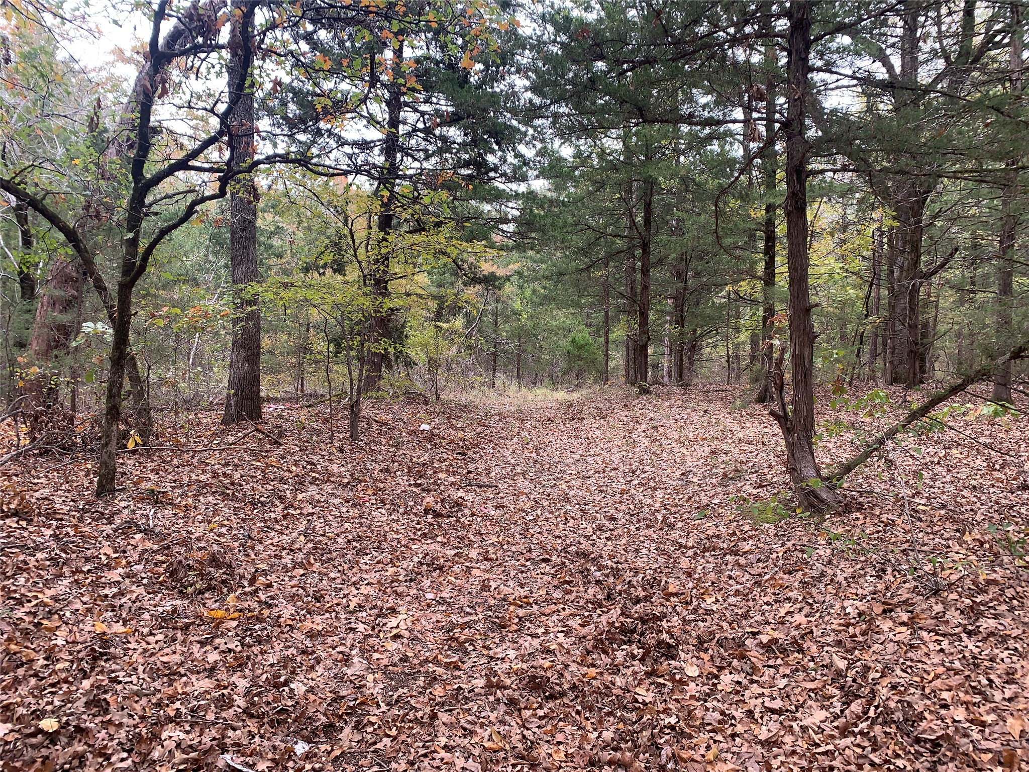 Wooded property with a leaf-covered clearing among mature trees.