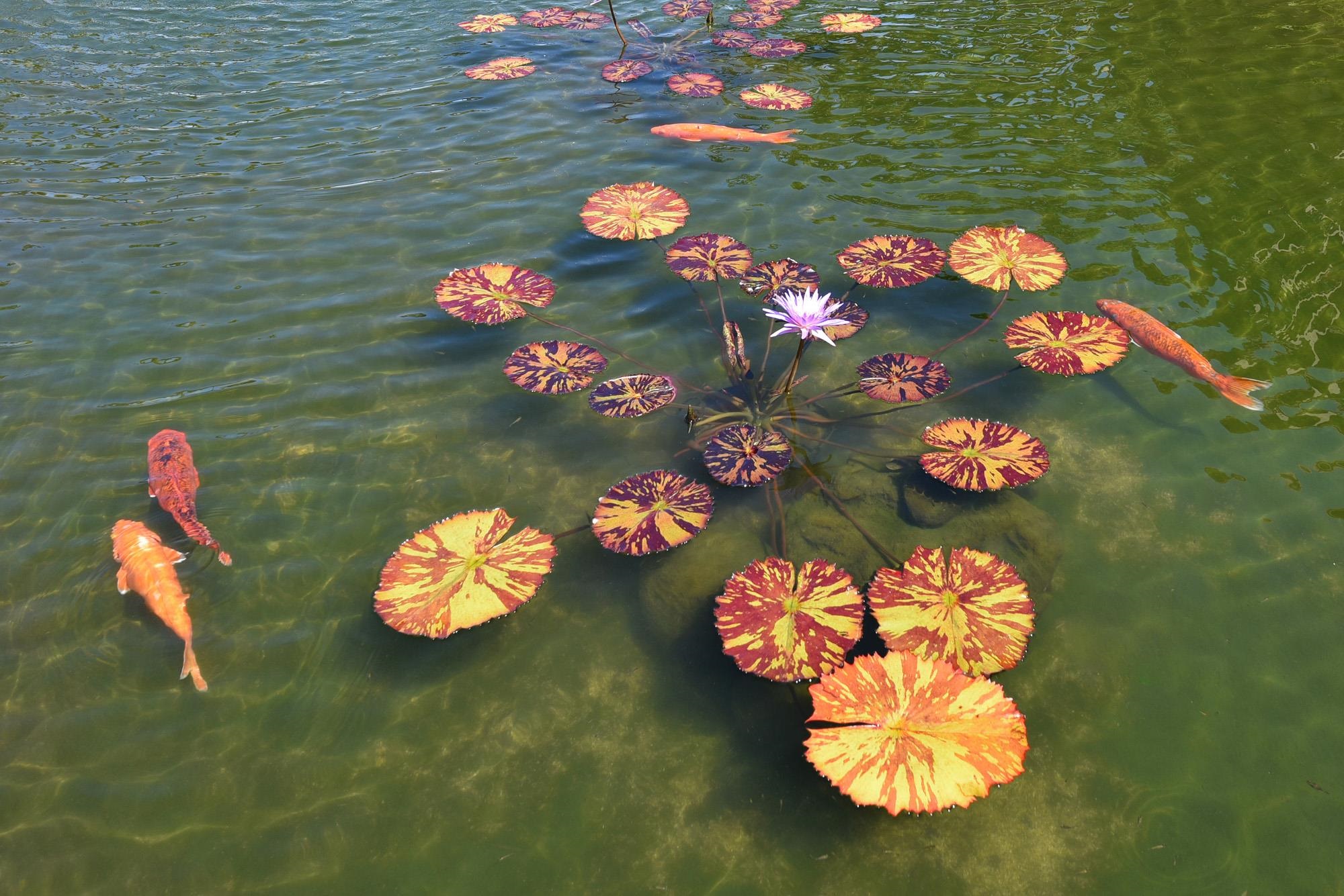 3543 Lower Honoapiilani Rd Unit: A209