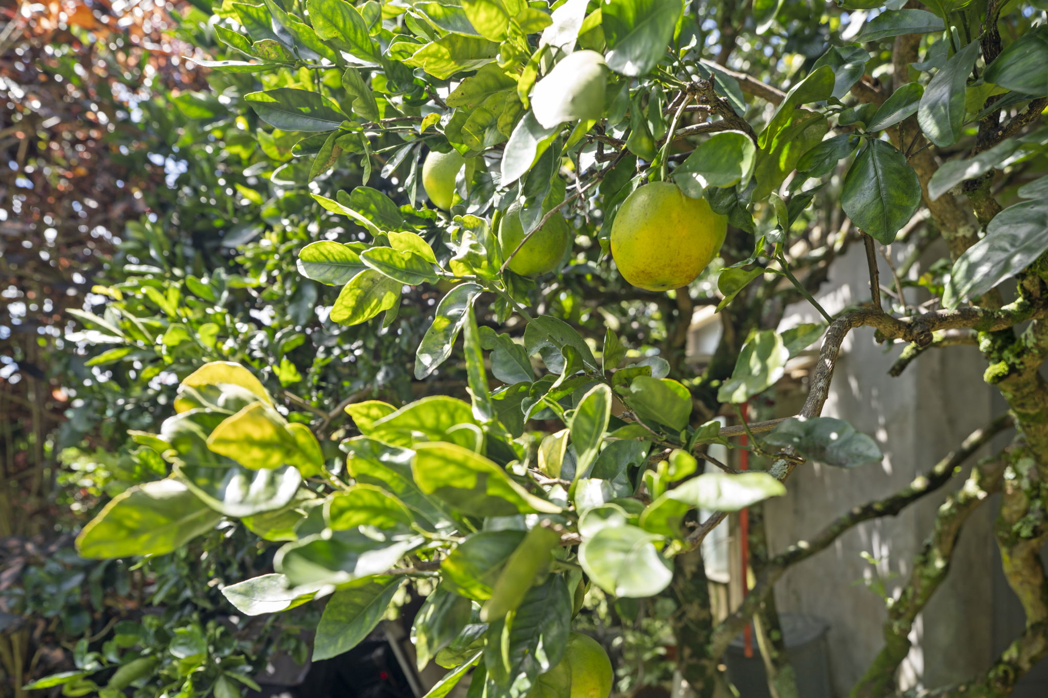 2444 LILIUOKALANI ST