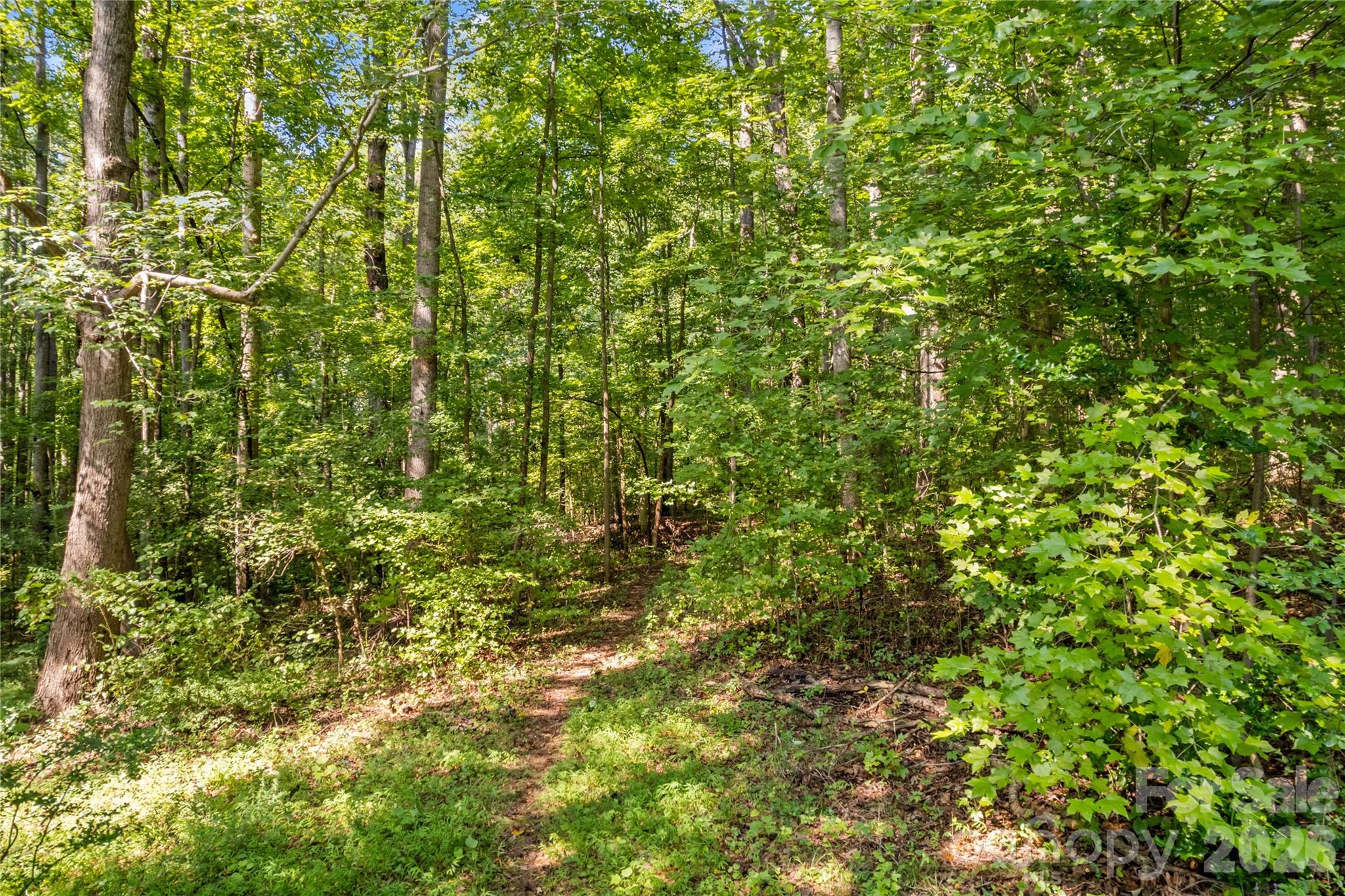Wooded property with a narrow dirt path winding through dense green trees.