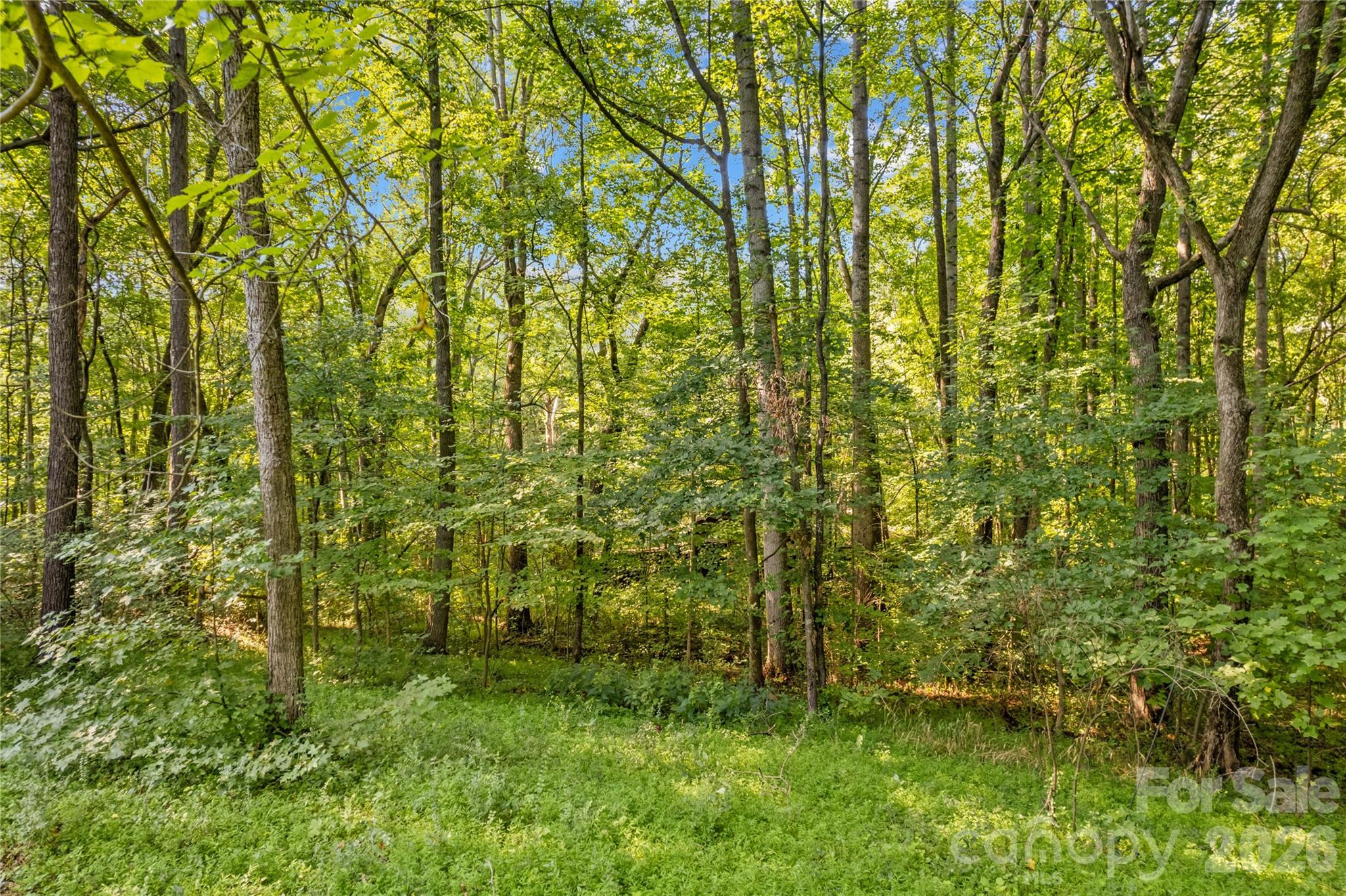 Wooded property with mature trees, dense undergrowth, and a grassy clearing.