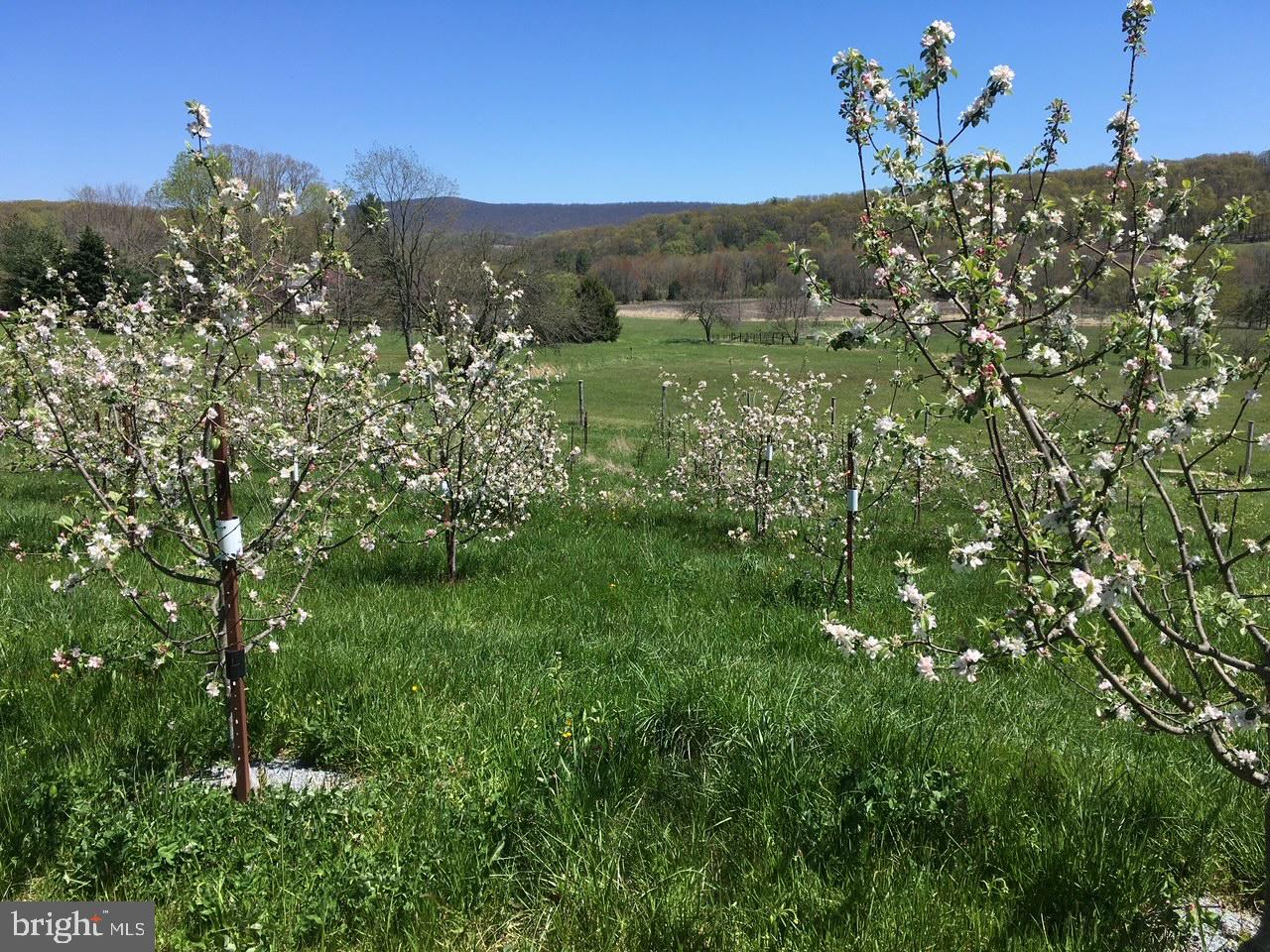 19403 Burnside Bridge Rd- 55 acre farm SOLD
