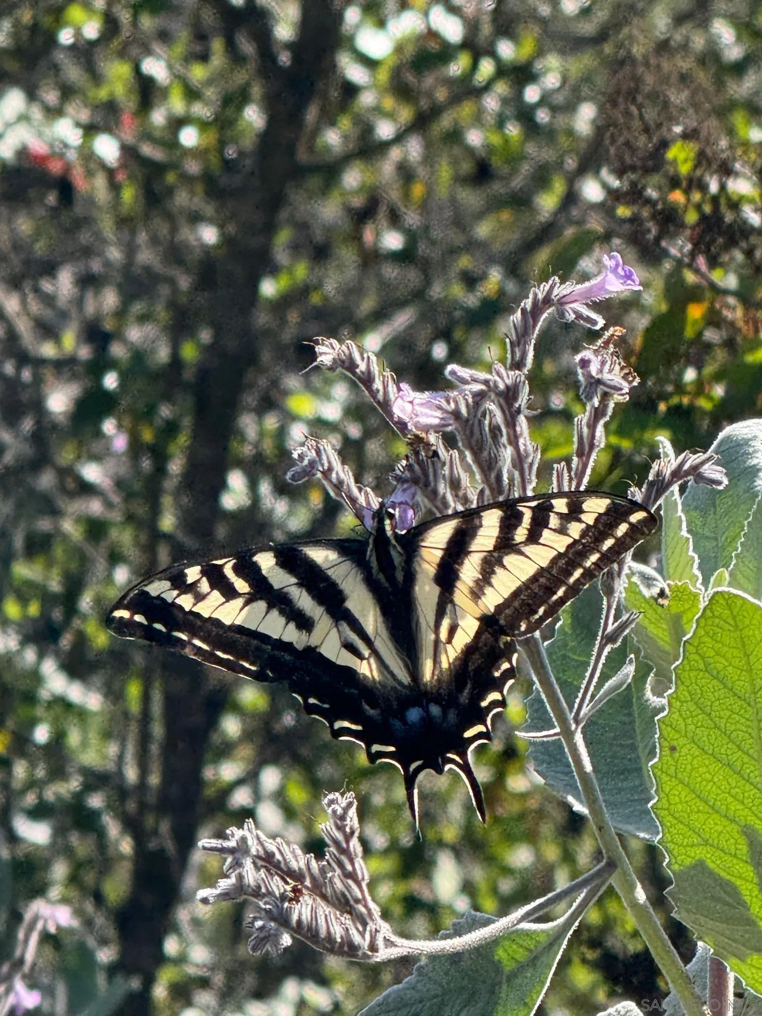 17441 Dos Picos Park Road Unit 08