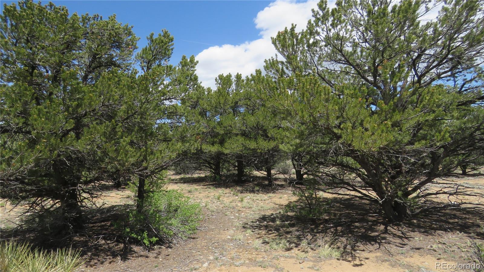 29266 Timber Ridge