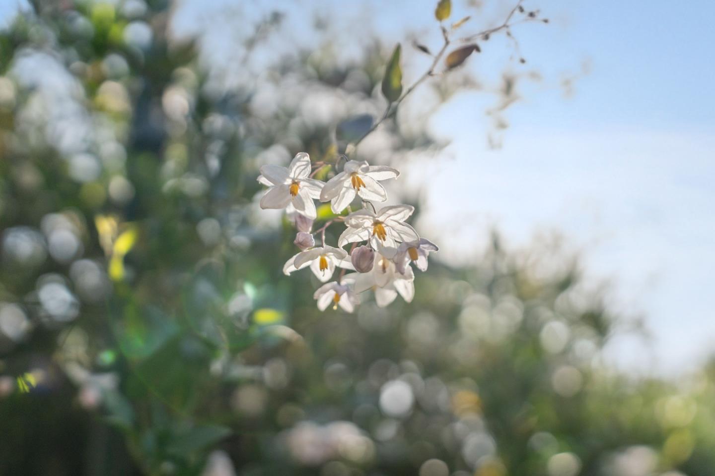 2258 Juan Pablo Lane