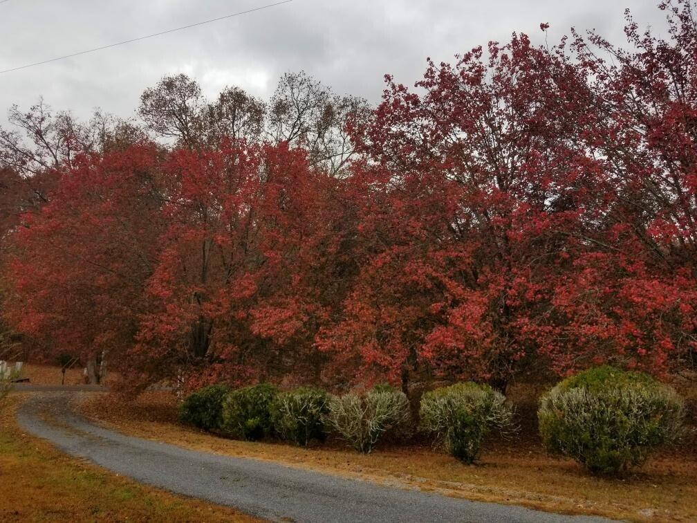 919 John Burch Road
