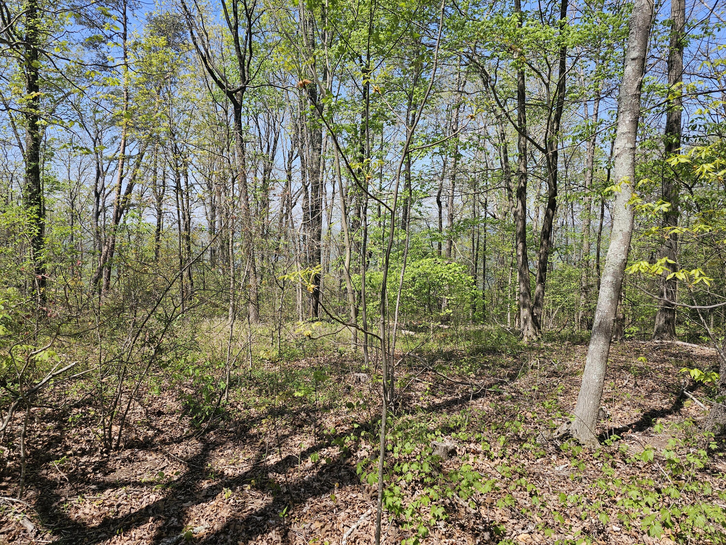 0 Maggie Bluff, Lot 6