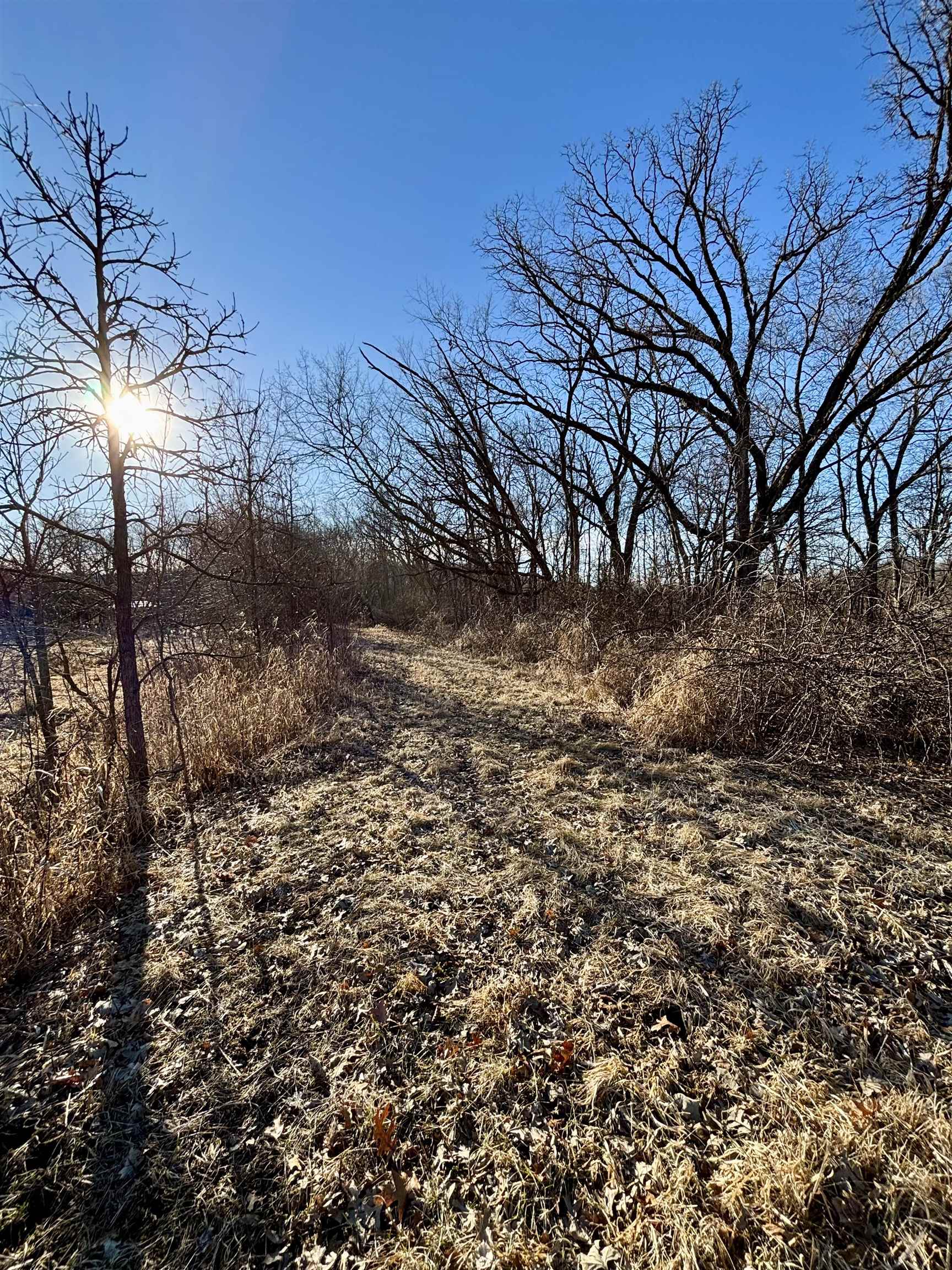 Open grassy path through a wooded lot beneath leafless trees and bright sun.