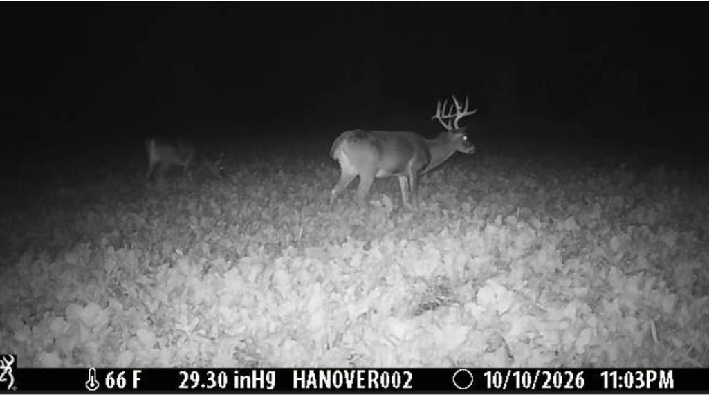 Two deer in a field at night, including a buck with large antlers.