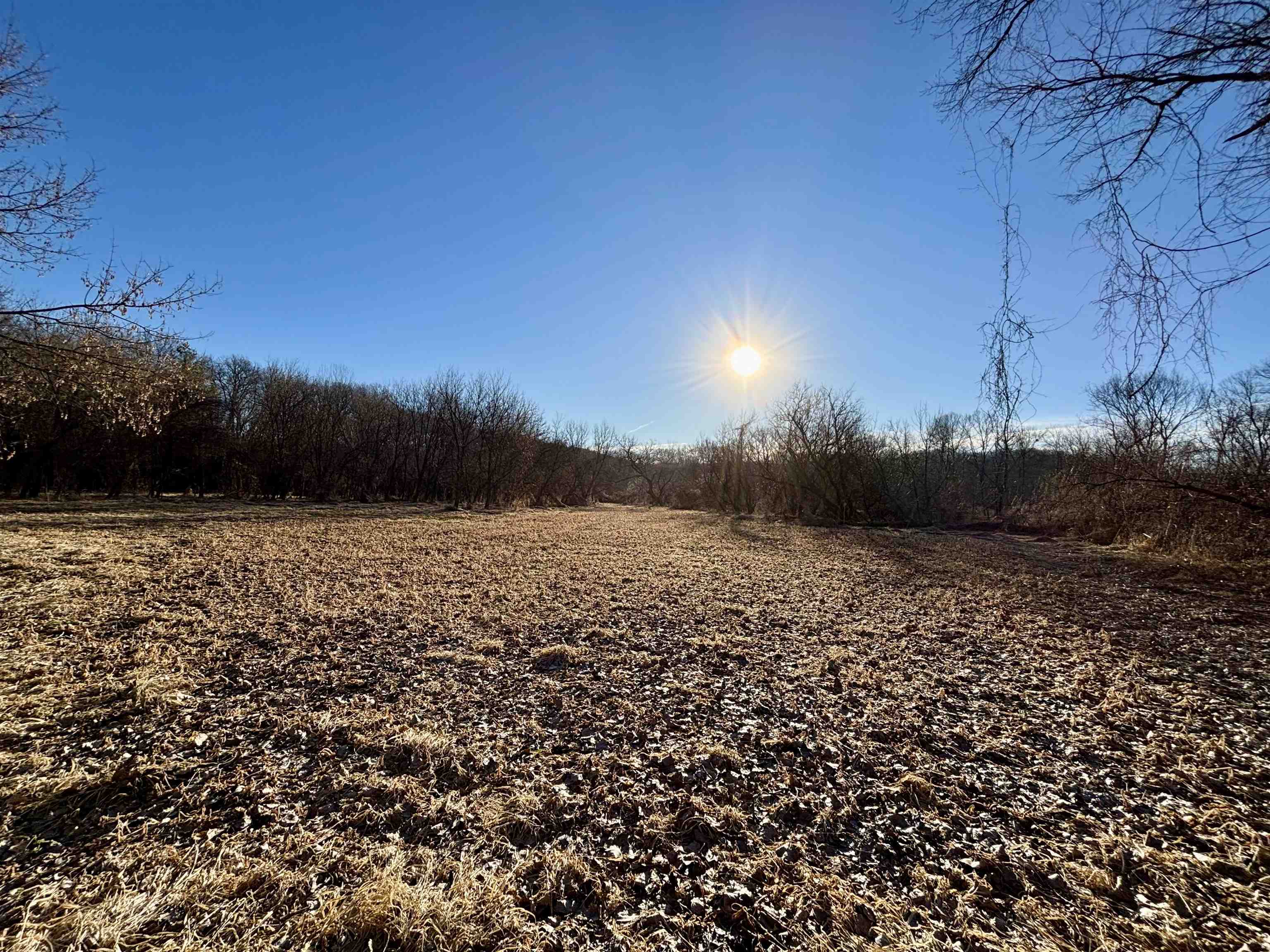 Open grassy parcel bordered by leafless trees beneath a low, bright sun.