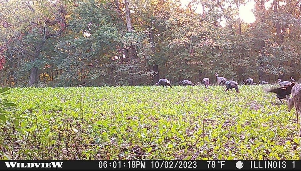 78+/- Acres TBD W Blanding Road