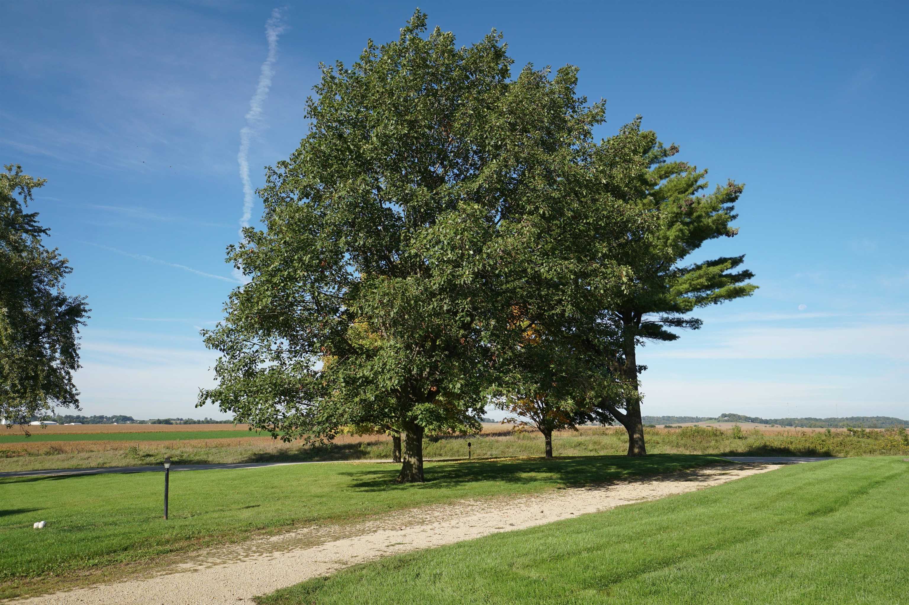 Rural property lawn with mature trees, a gravel drive, and open farmland beyond.