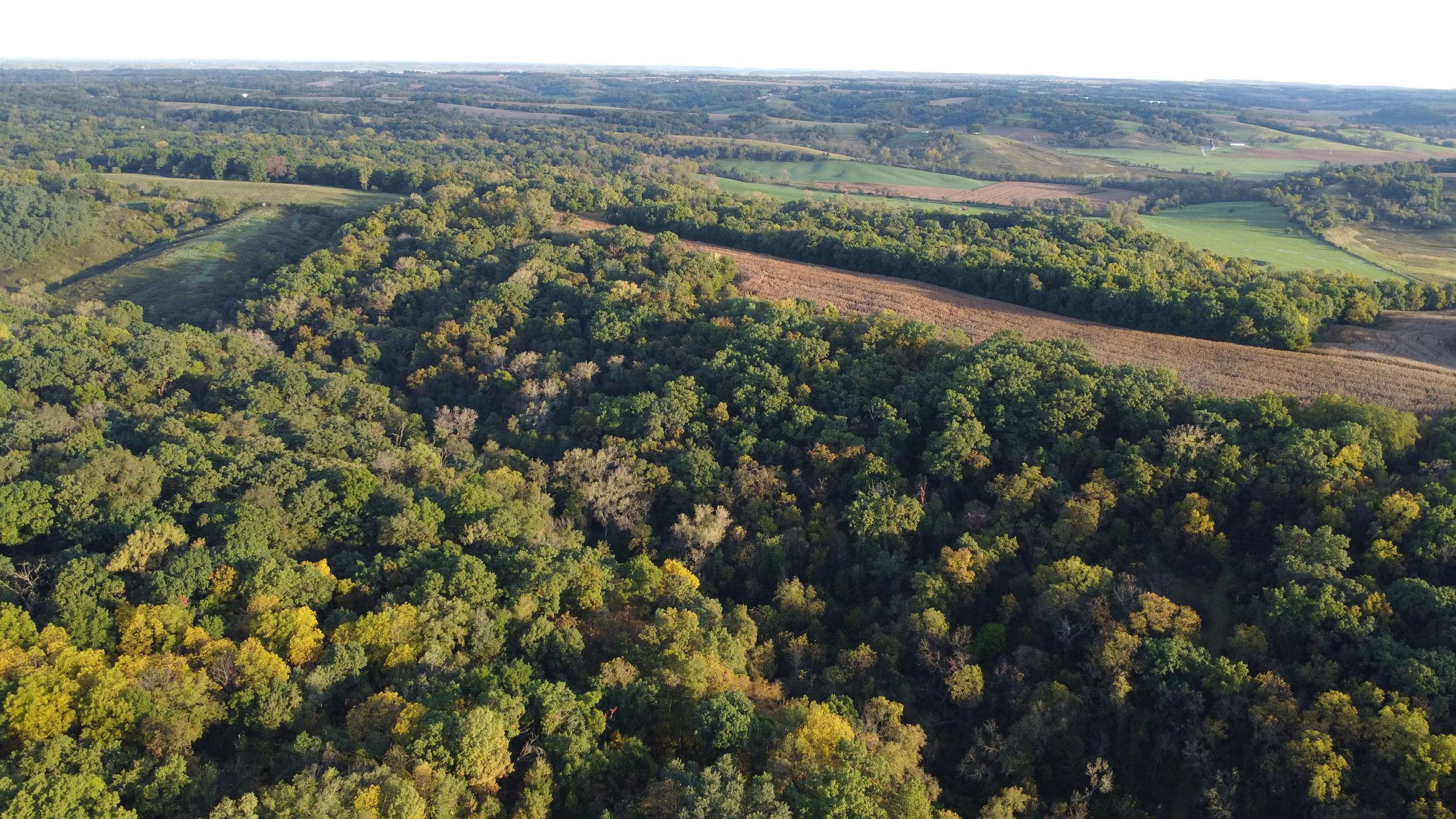 Aerial view of dense woodland bordered by open fields, with green and golden autumn foliage.