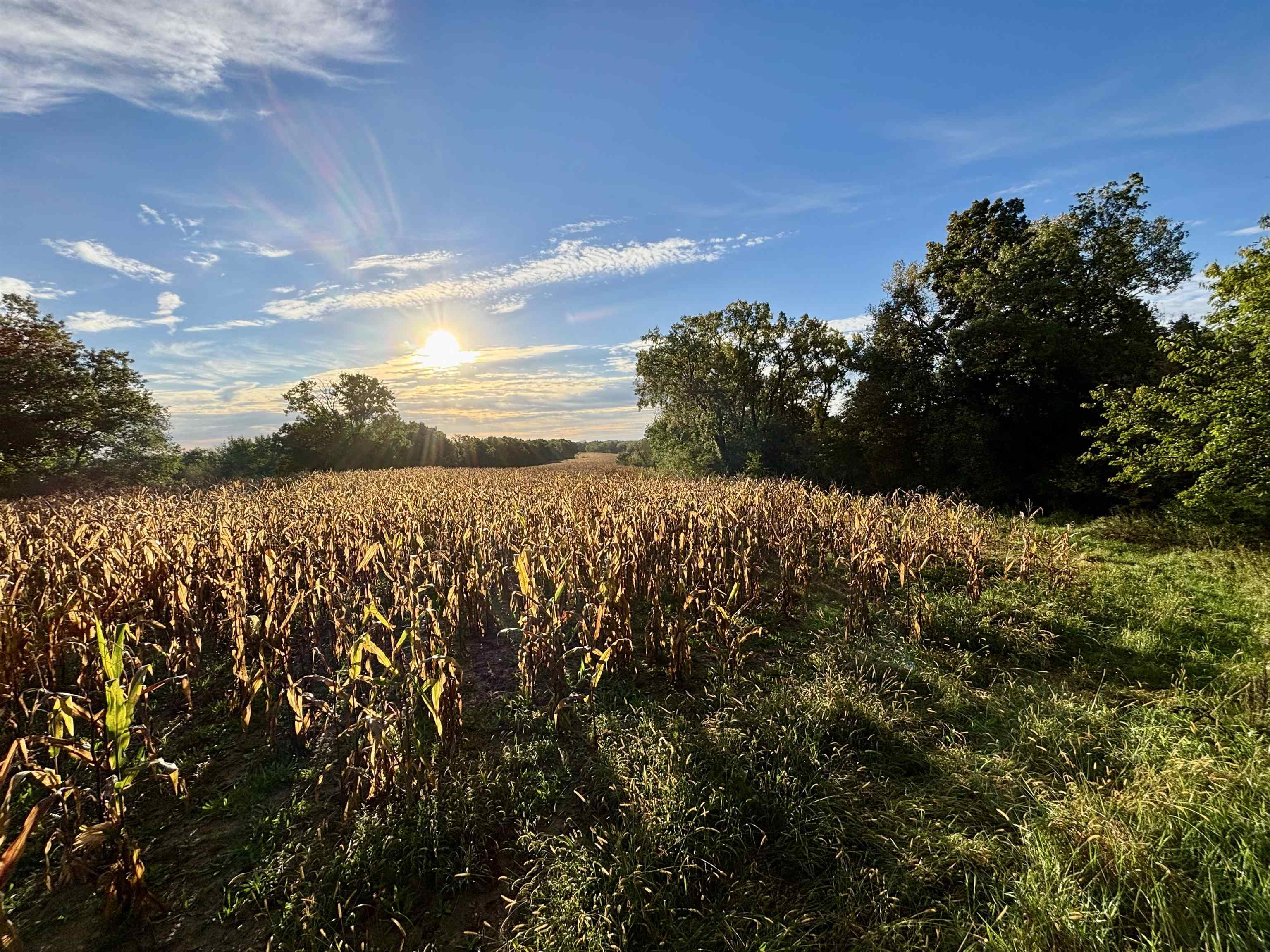 Cornfield bordered by trees, with golden sunlight low over the field.