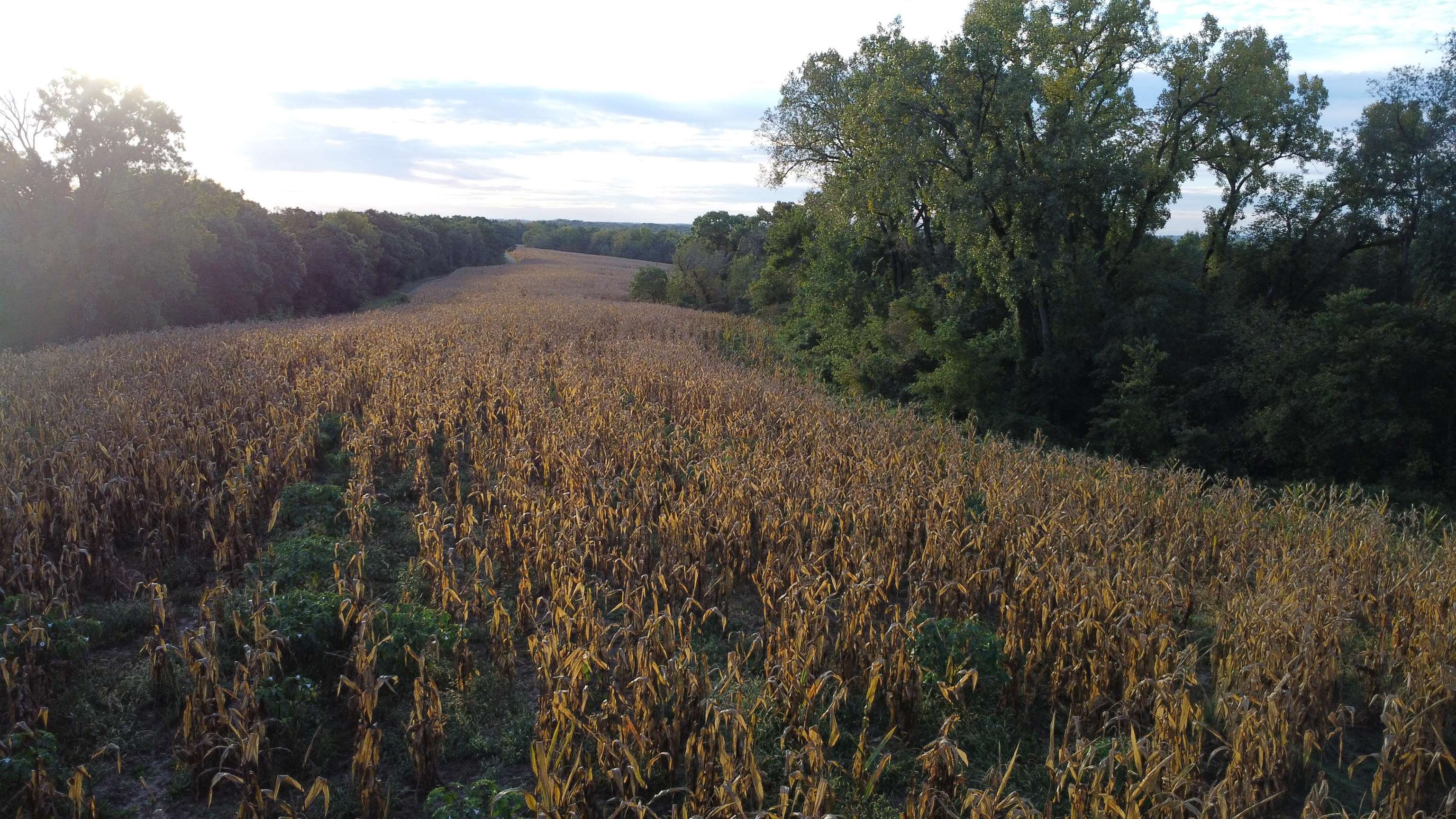 Autumn cornfield across rolling land, bordered by mature trees.