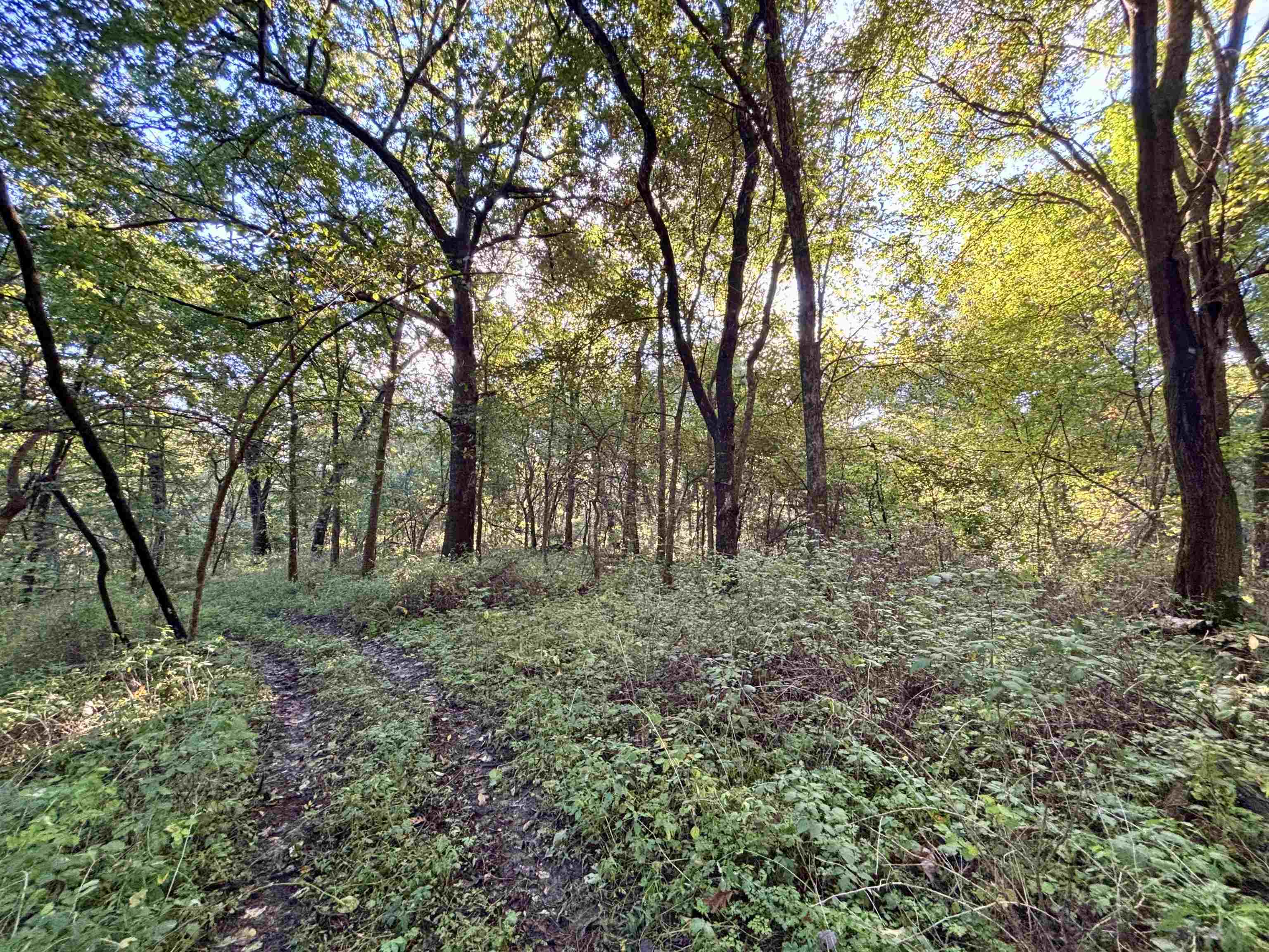 Wooded property with mature trees, dense undergrowth, and a narrow dirt path.