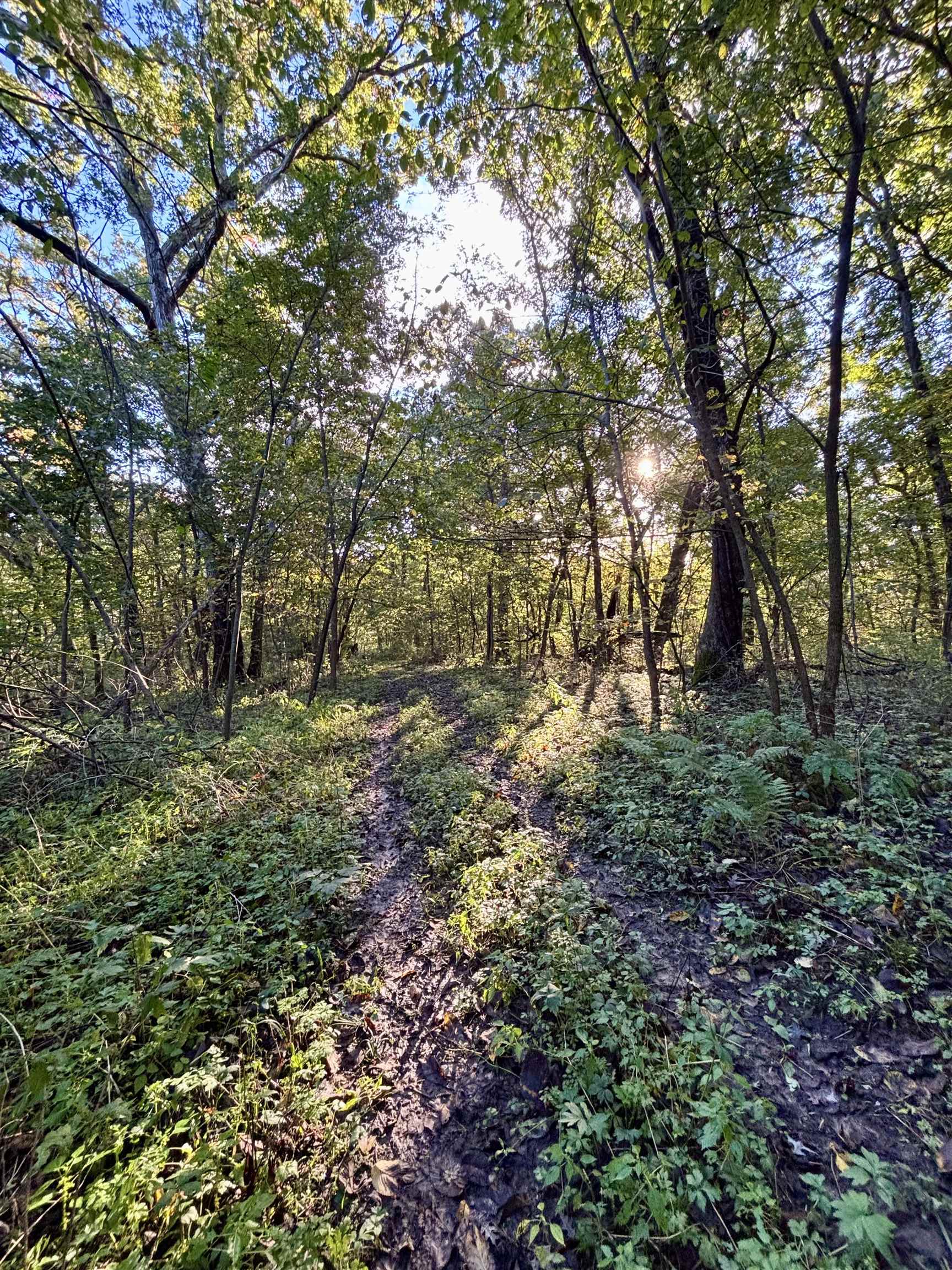 Wooded property with a dirt trail winding through trees and ferns in filtered sunlight.
