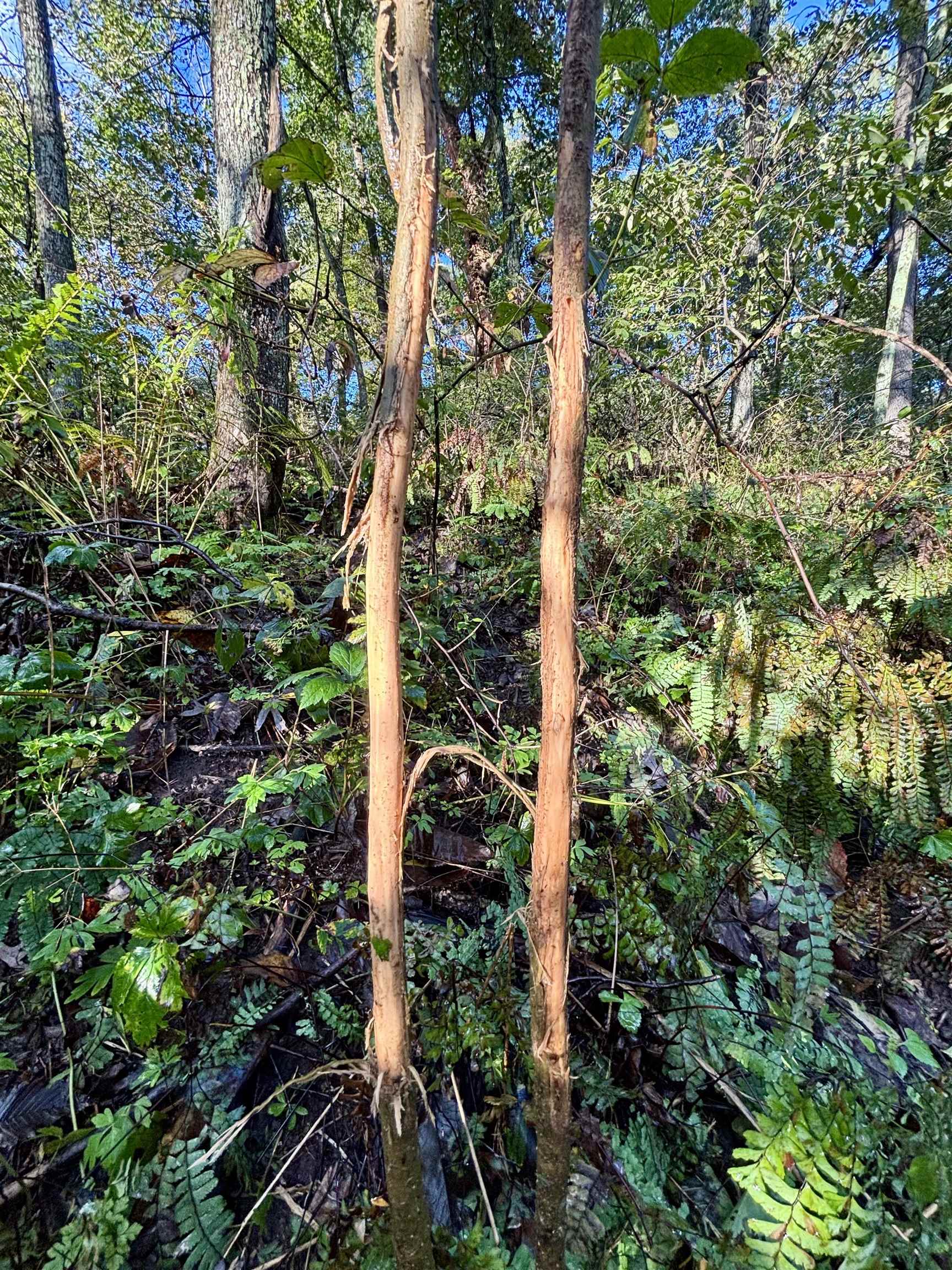 Wooded property with ferns and dense undergrowth around slender reddish-barked trees.