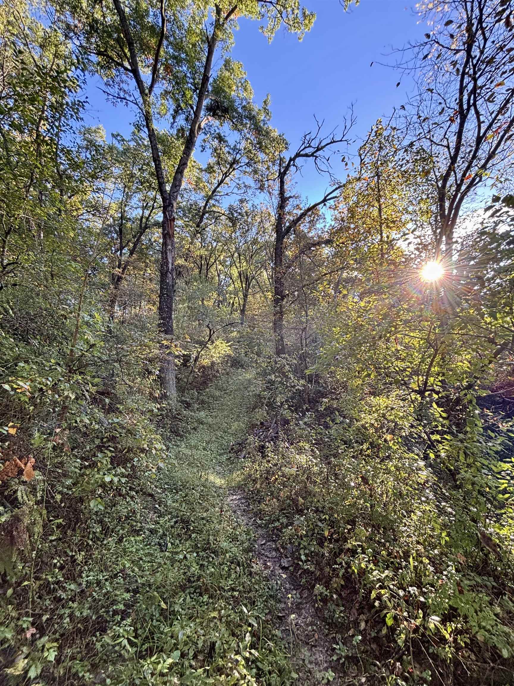 Wooded land with a narrow path through dense trees, lit by low afternoon sun.