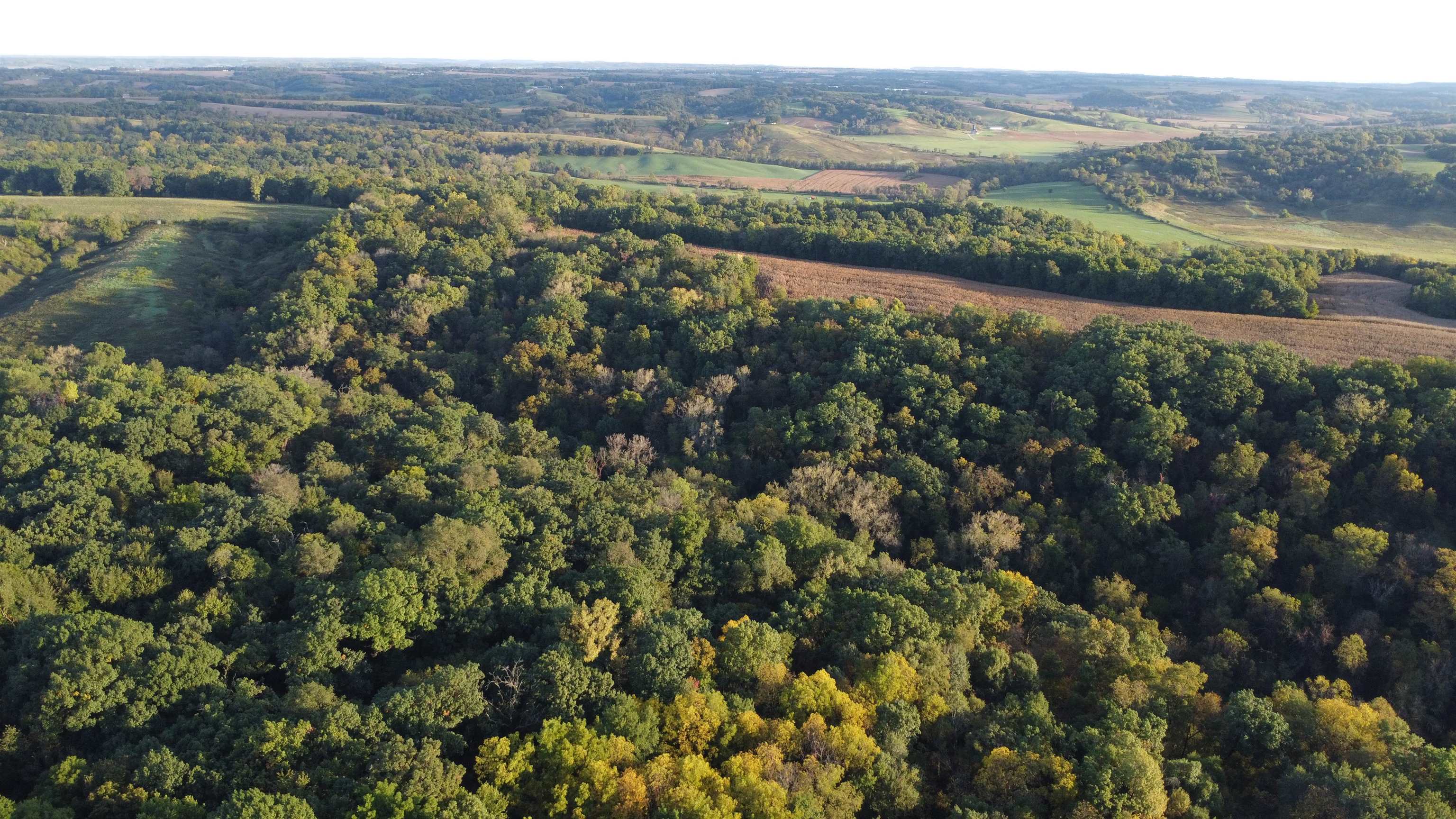 Aerial view of dense woodland bordered by open fields and farmland.