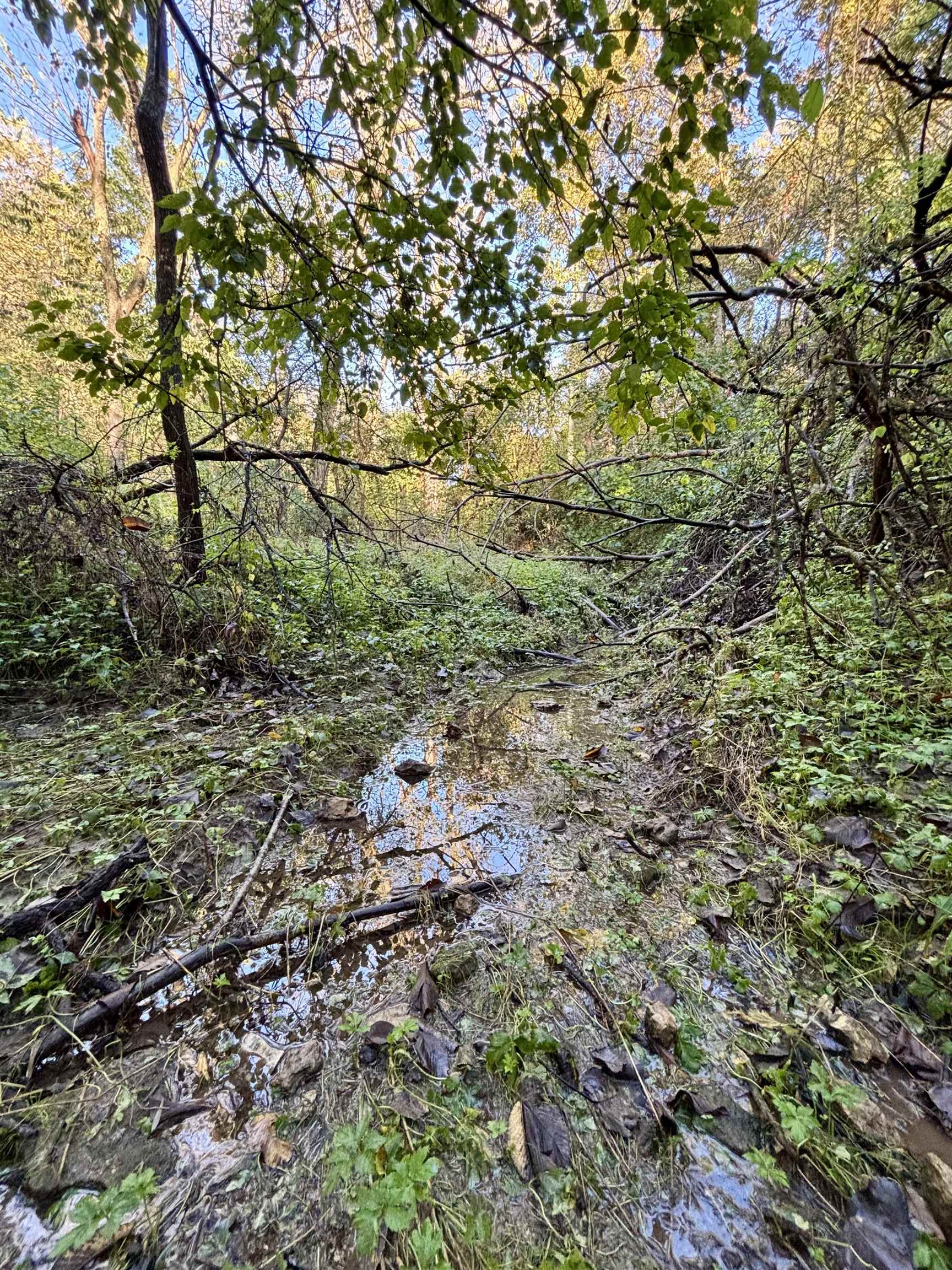 Wooded ravine with a shallow creek, fallen branches, and autumn foliage.