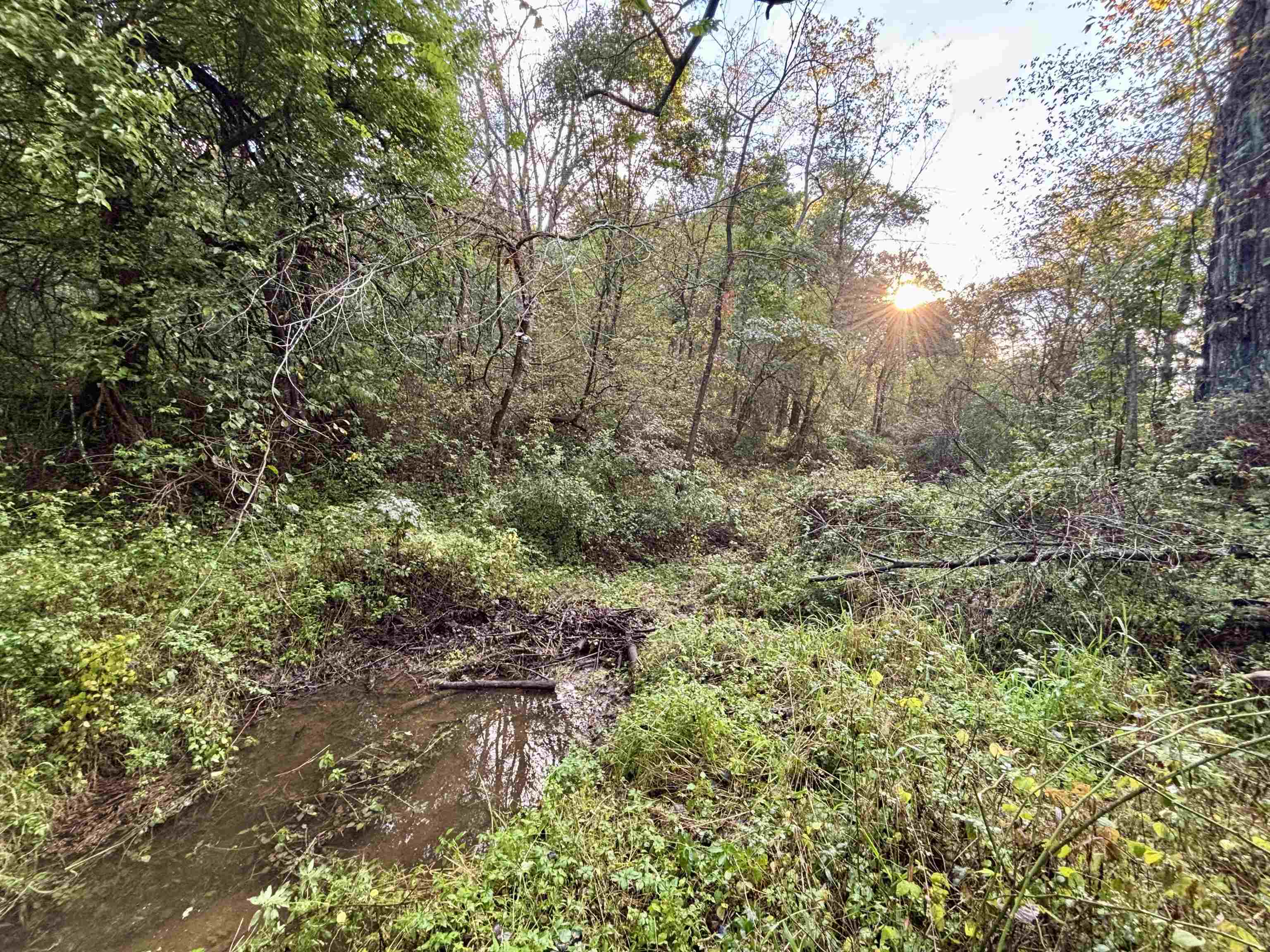 Wooded property with a shallow creek winding through dense undergrowth in evening sunlight.