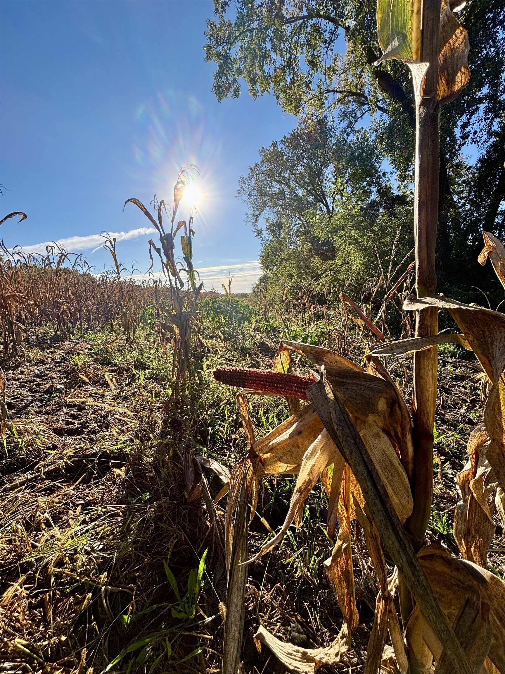 Cornfield with dry stalks in the foreground and trees at the field’s edge.