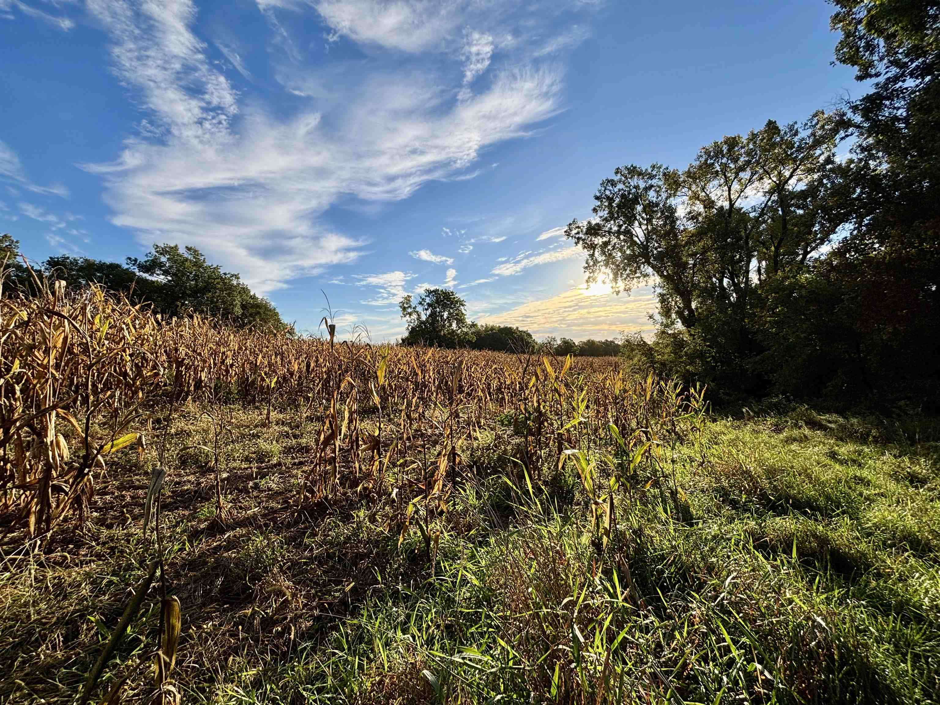 Rural land with a dry cornfield bordered by trees in warm evening light.