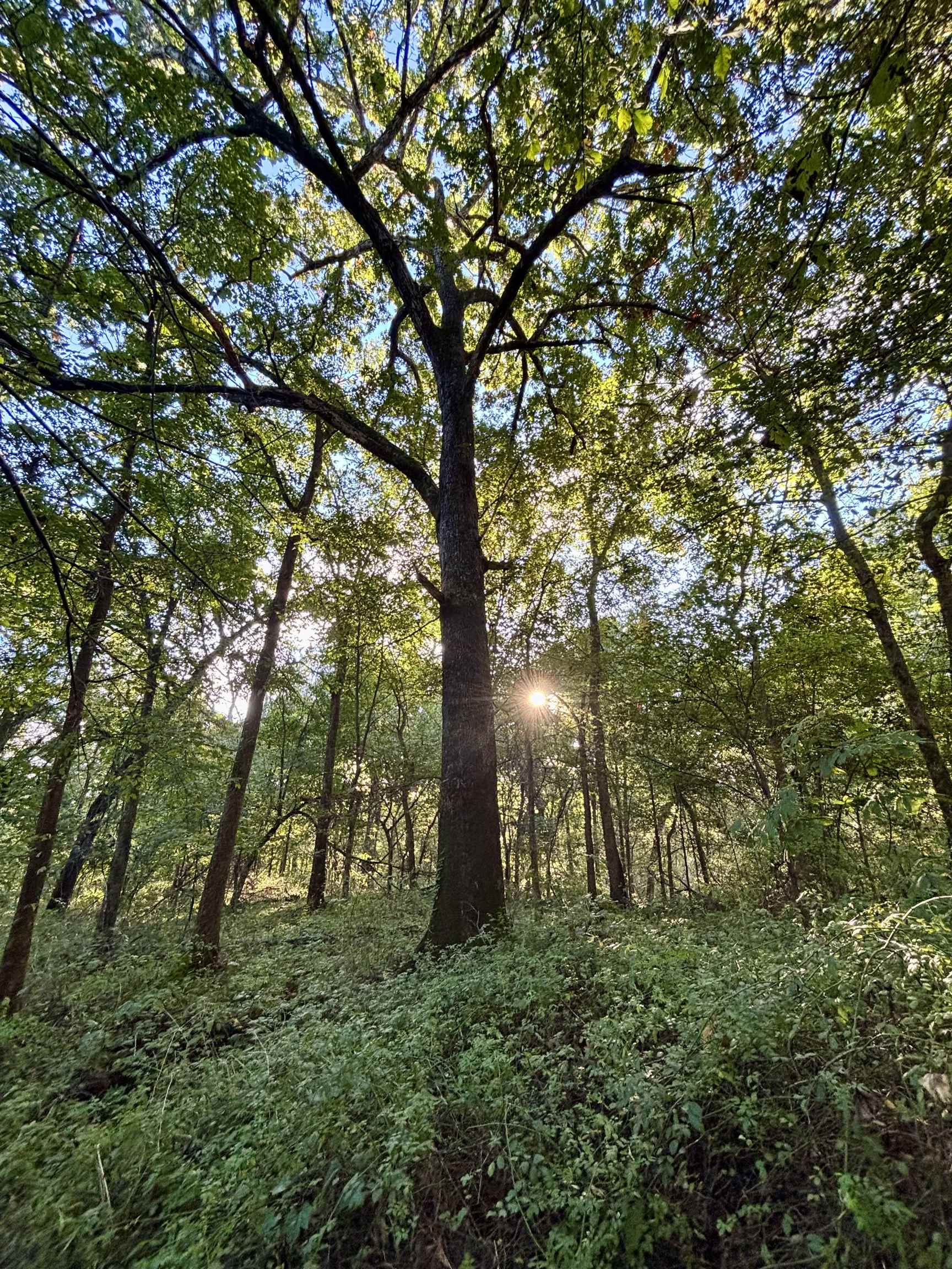 Wooded land with mature trees and sunlight filtering through the leafy canopy.