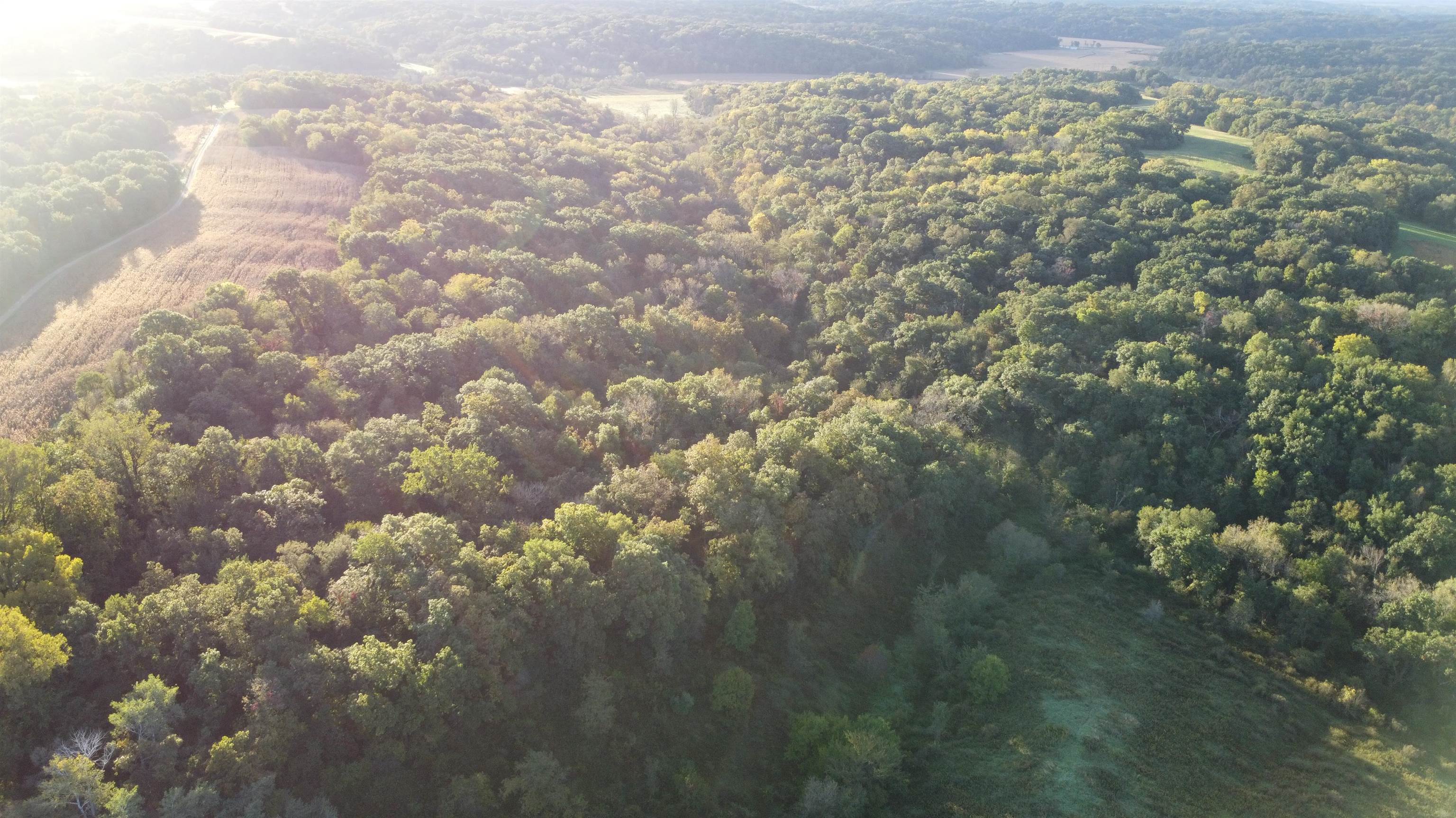 Aerial view of densely wooded land bordered by open fields and a rural access road.