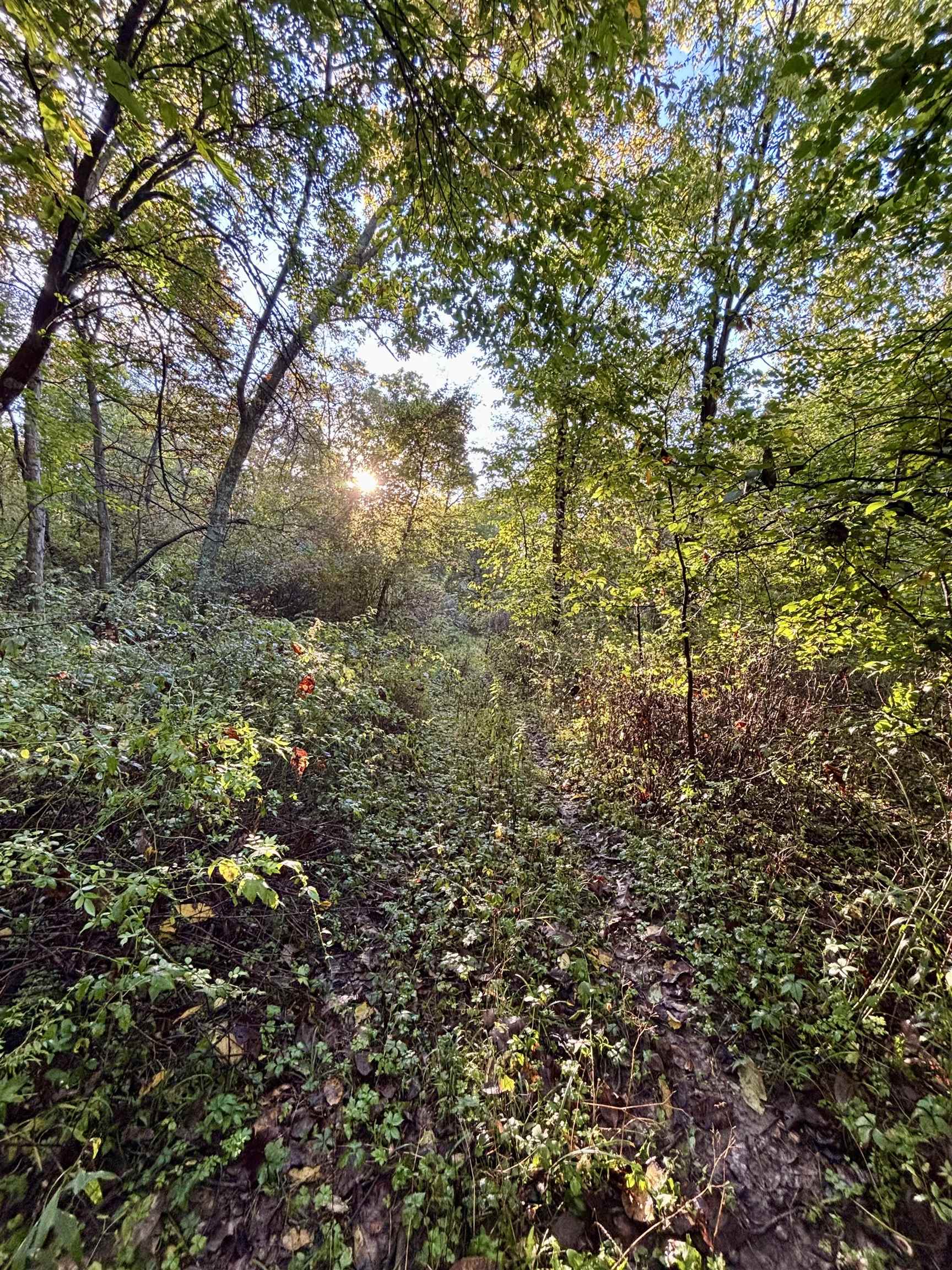 Wooded property with an overgrown trail beneath mature trees in golden sunlight.