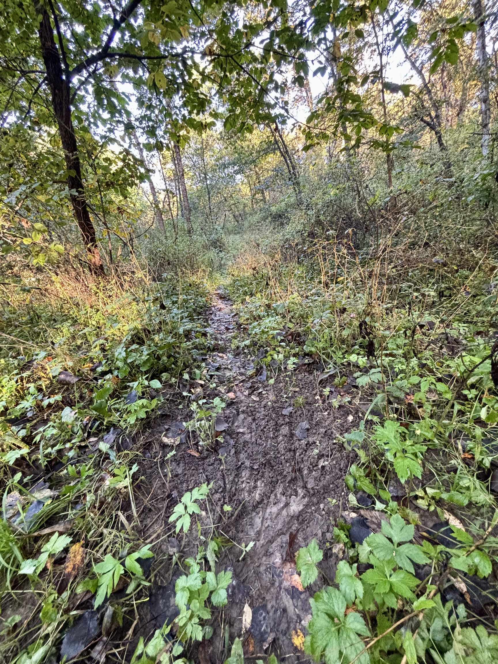 Wooded lot with a narrow muddy path winding through dense undergrowth and mature trees.
