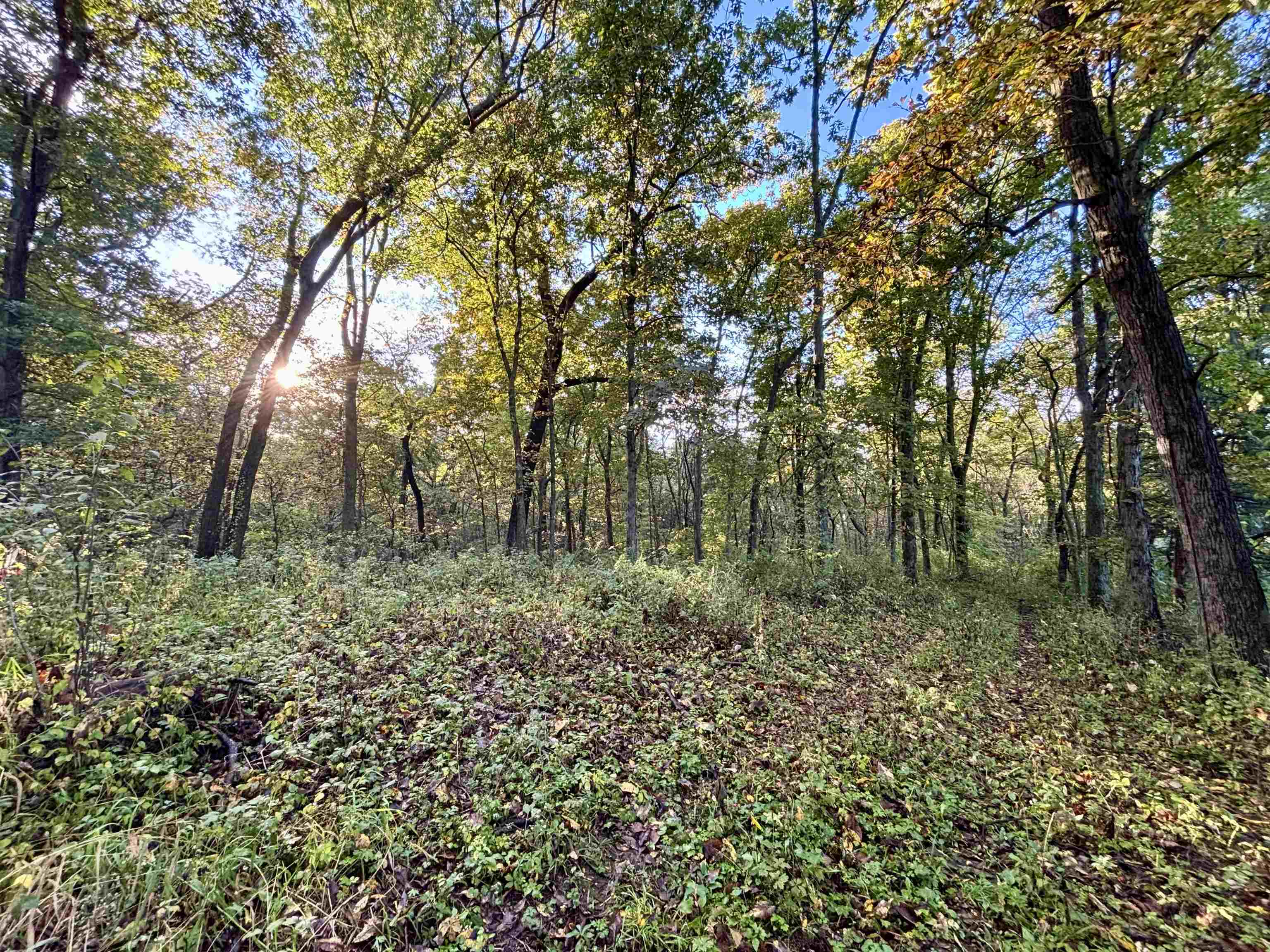 Wooded vacant land with mature trees and sunlight filtering through autumn foliage.