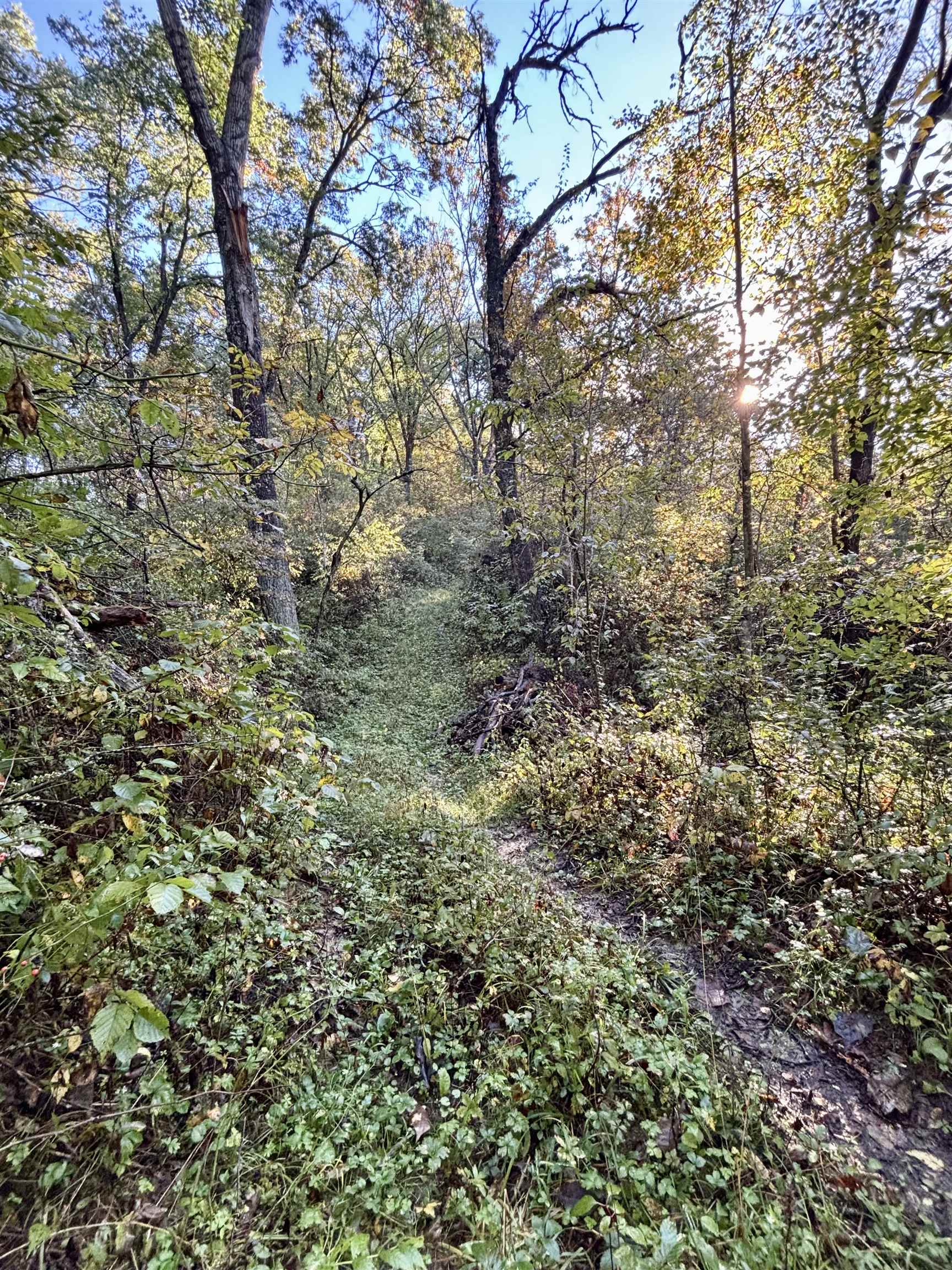 Wooded land with a narrow trail winding through dense autumn foliage and mature trees.