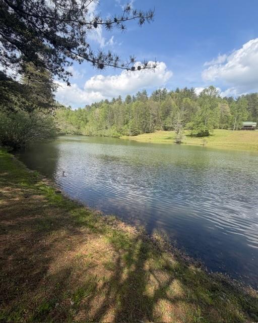 Pond with a wooded far bank, grassy shoreline, and pine branches overhead.