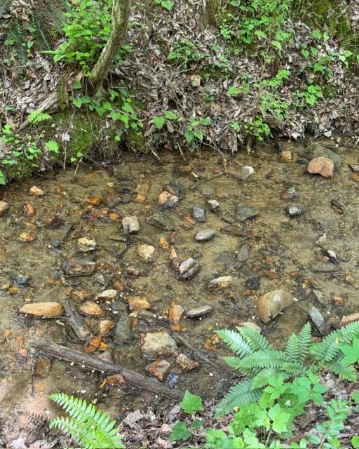 Shallow rocky creek winding through a wooded, fern-covered property.