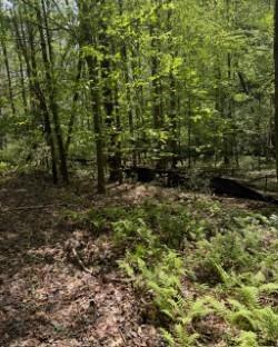 Wooded property with a narrow creek among leafy trees and ferns.