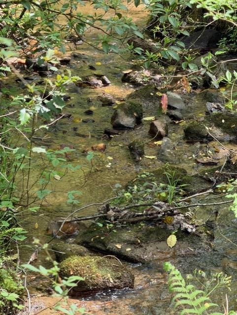 Rocky creek winding through leafy vegetation at the property.