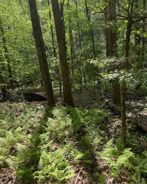 Wooded lot with mature trees and ferns across the forest floor.