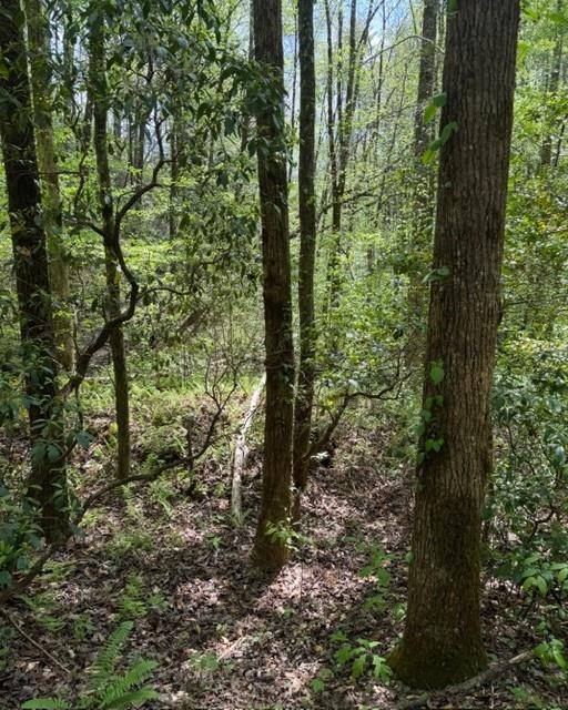 Wooded property with mature trees and dense green undergrowth.